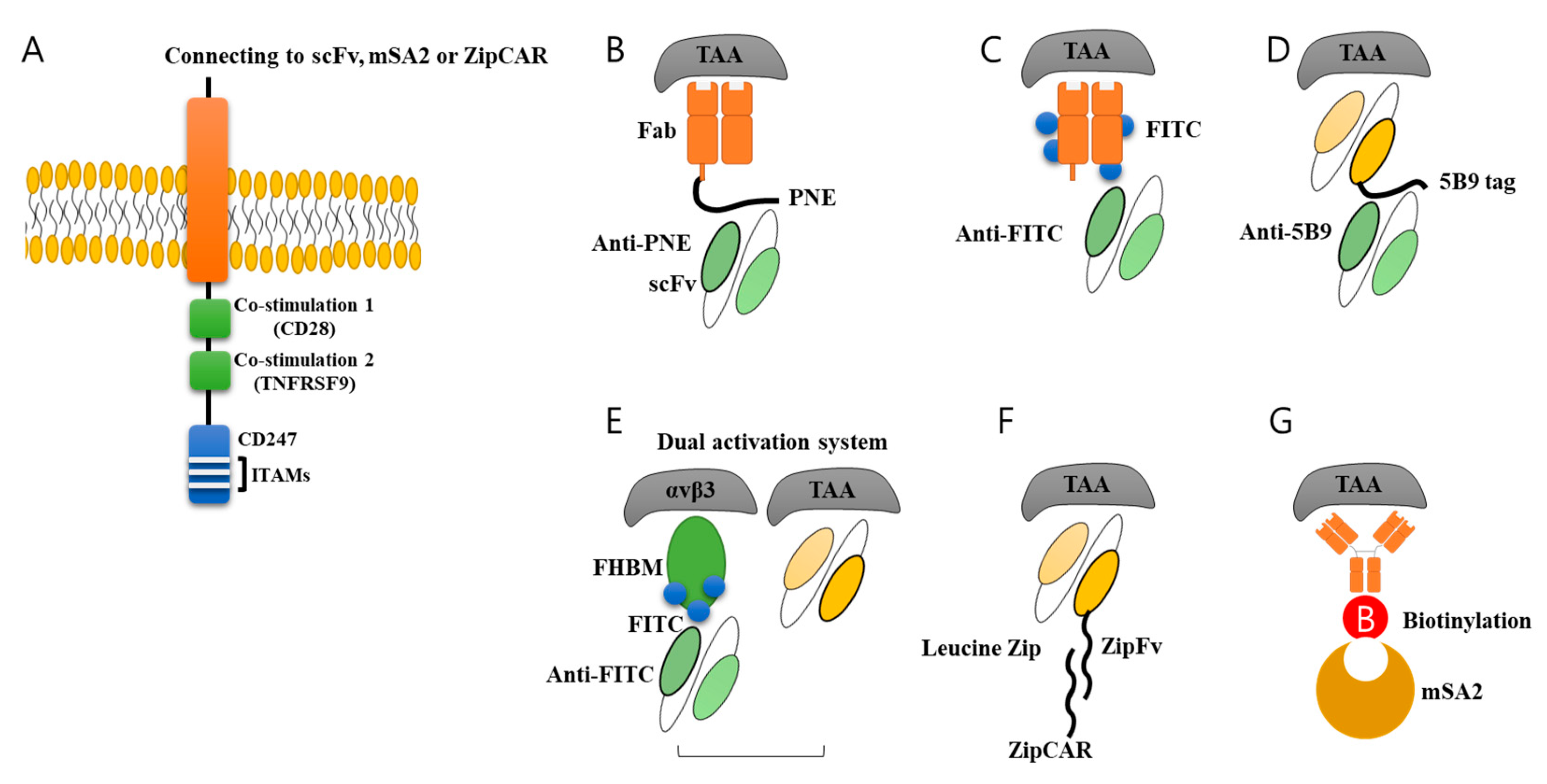 Biomolecules 10 00263 g003 Biomolecules 10 00263 g003