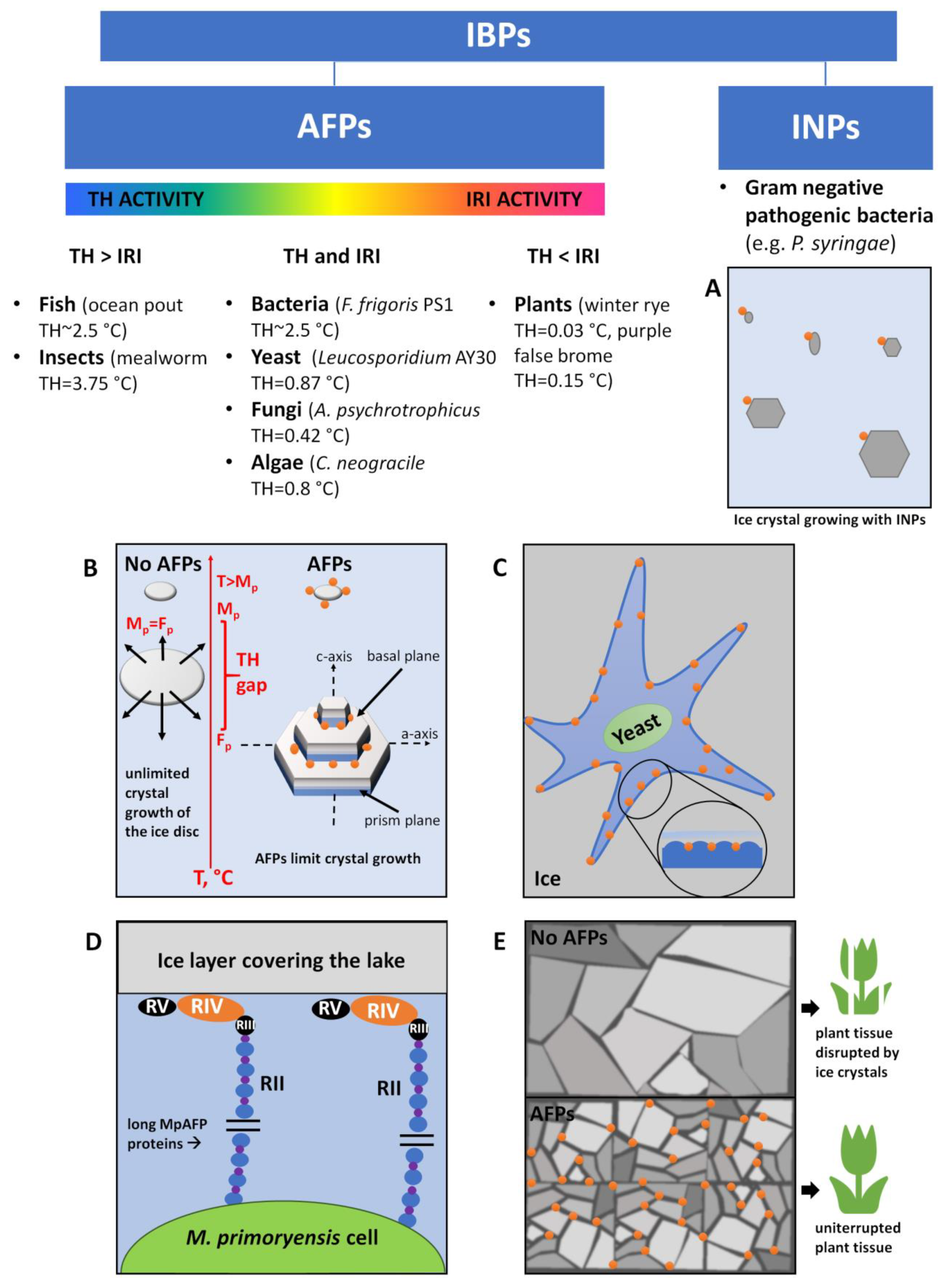 Biomolecules Free Full Text Ice Binding Proteins Diverse Biological Roles And Applications In Different Types Of Industry Html