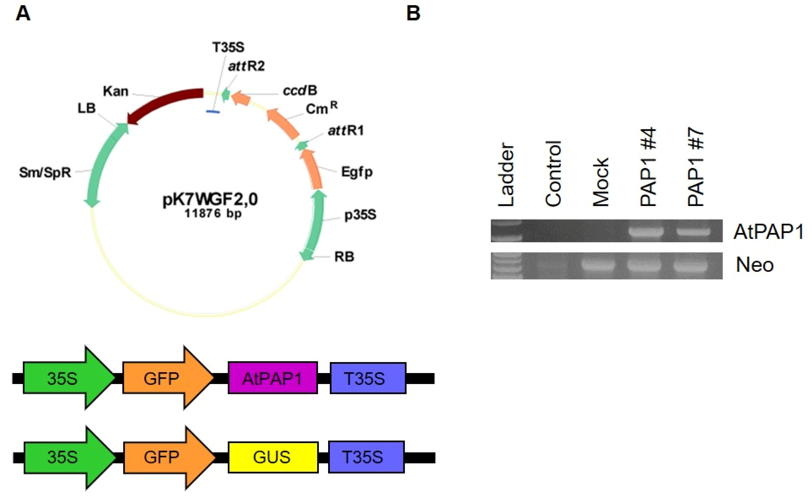 Biomolecules 10 00277 g001