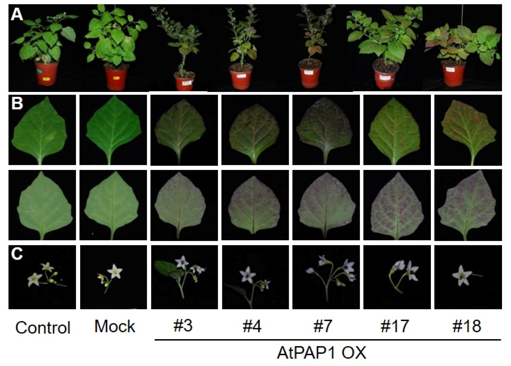 Biomolecules 10 00277 g003
