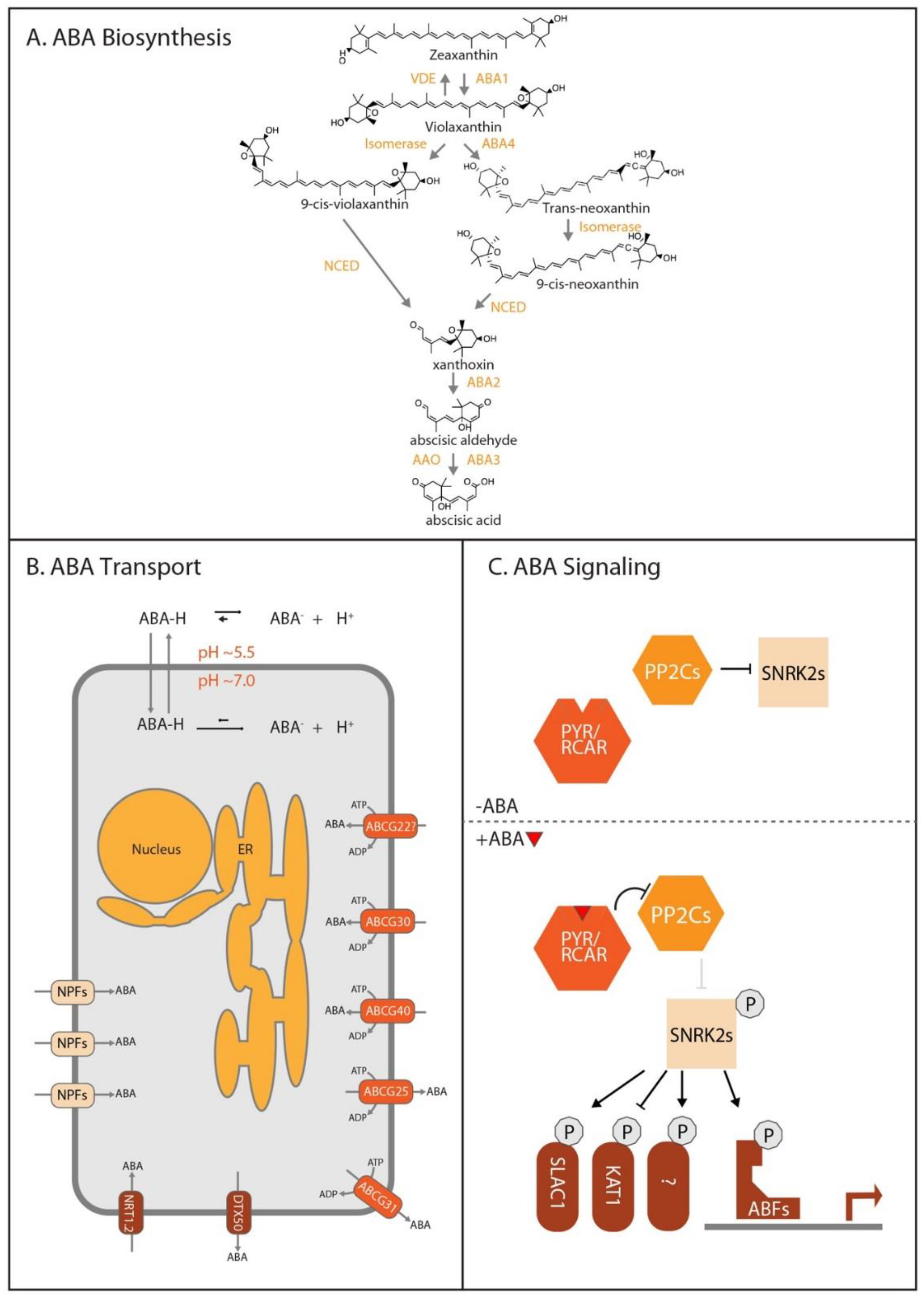 Biomolecules 10 00281 g002 Biomolecules 10 00281 g002