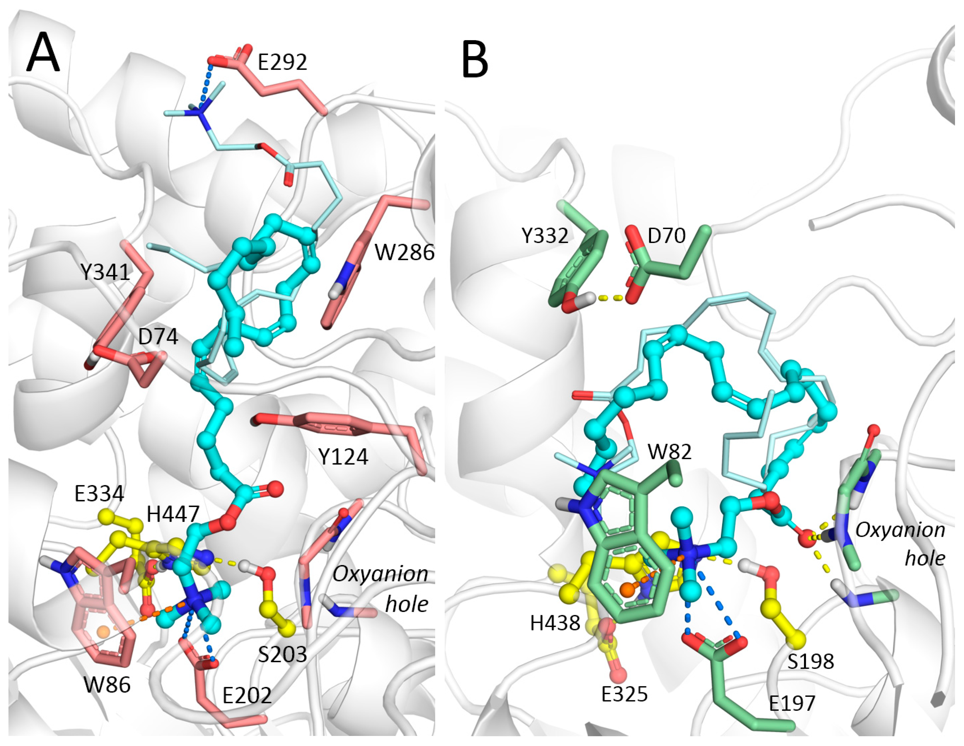 Biomolecules 10 00283 g007