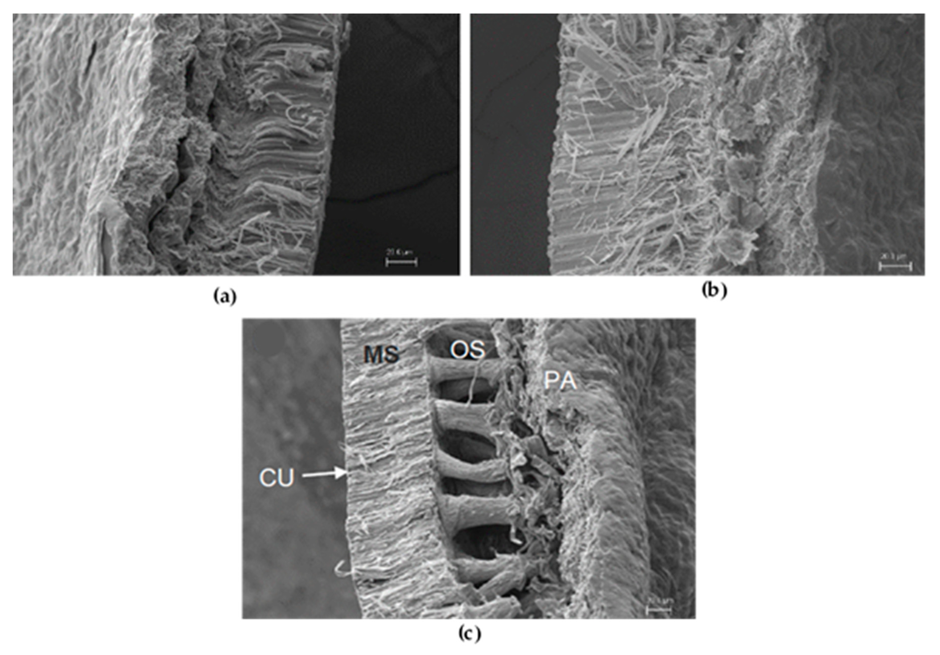 Biomolecules 10 00292 g003