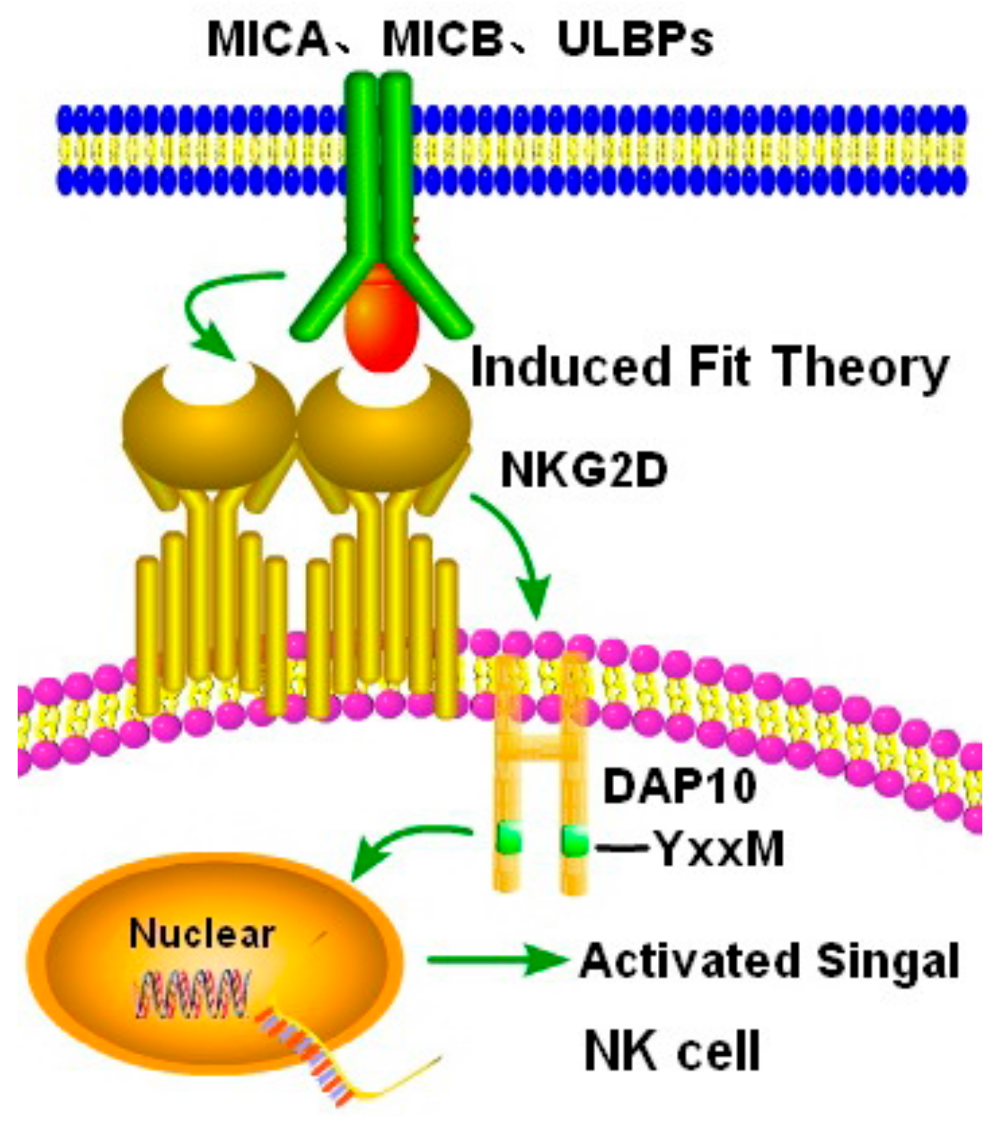 Biomolecules 10 00301 g005 Biomolecules 10 00301 g005