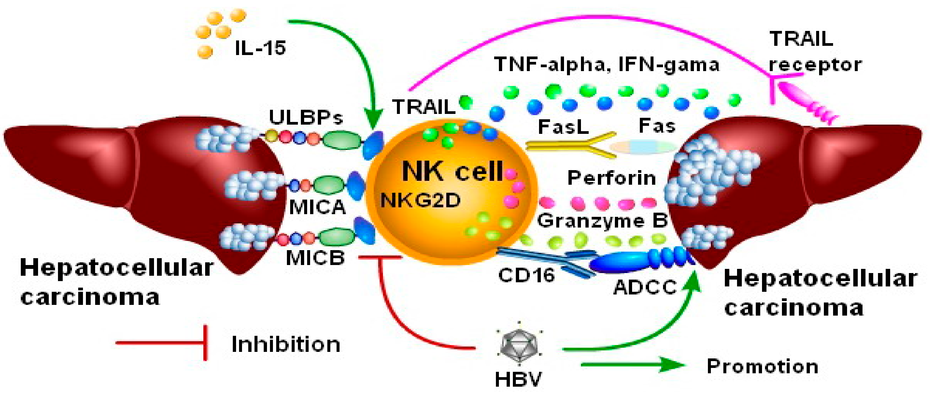 Biomolecules 10 00301 g006 Biomolecules 10 00301 g006