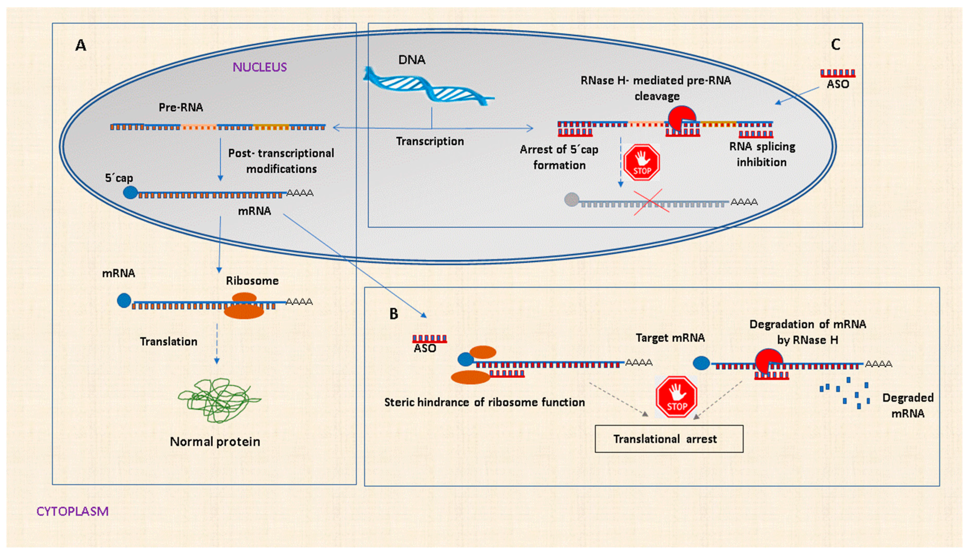 Biomolecules 10 00316 g001