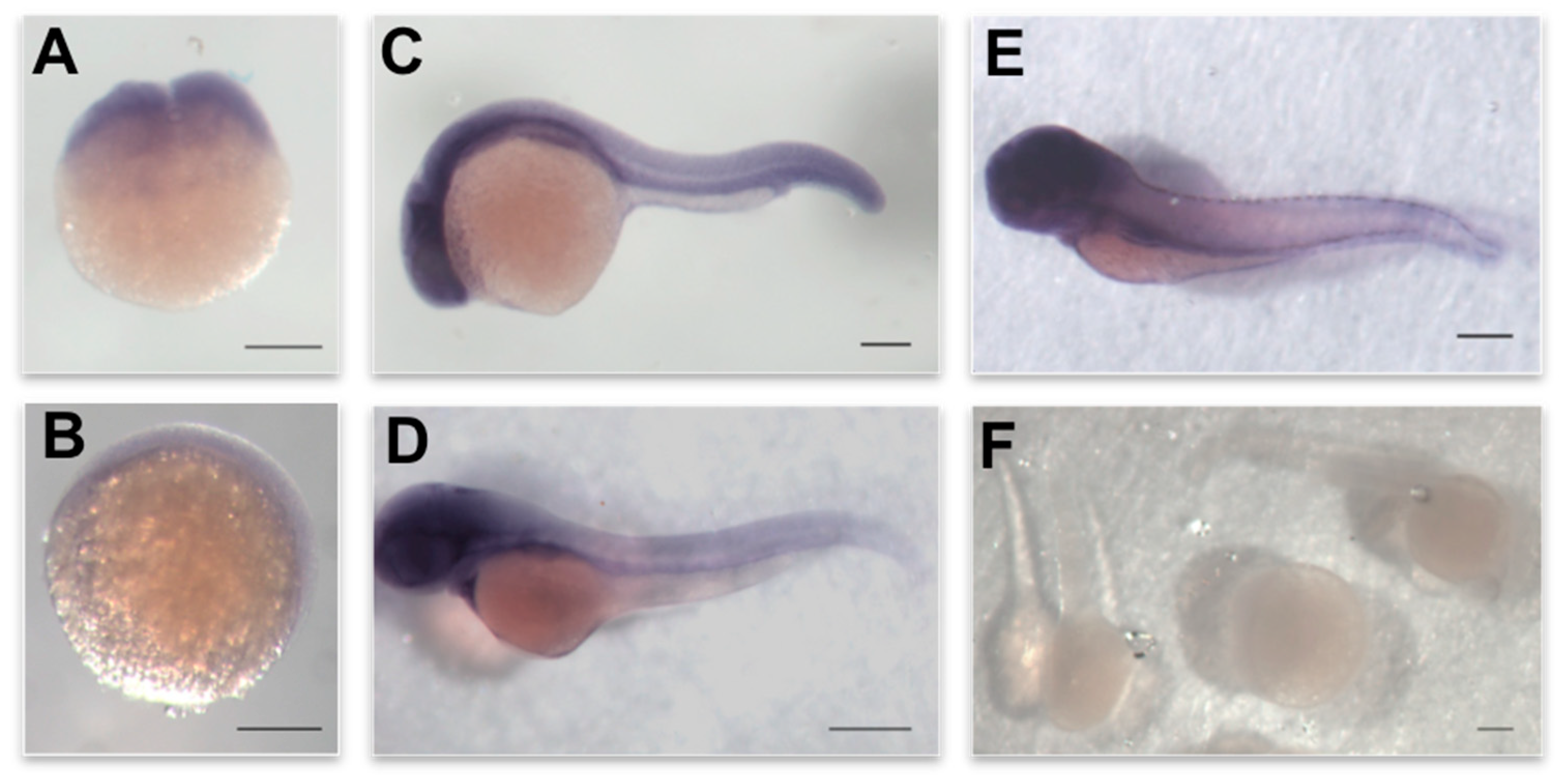 Biomolecules 10 00317 g002