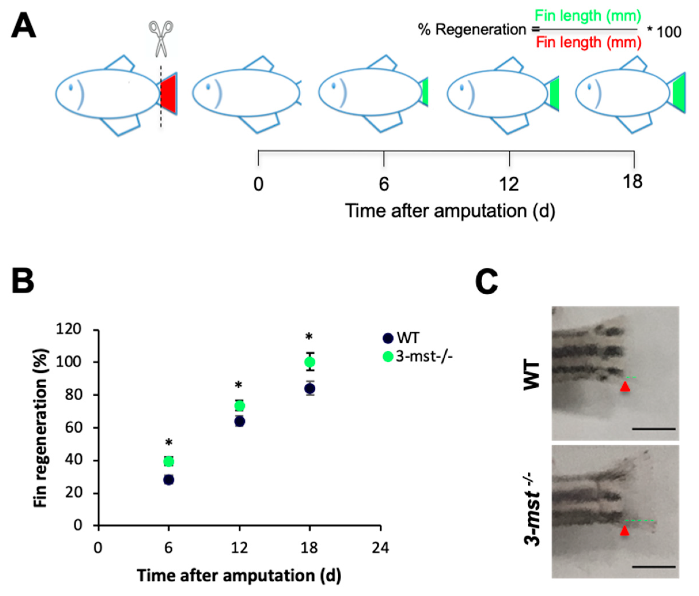 Biomolecules 10 00317 g006