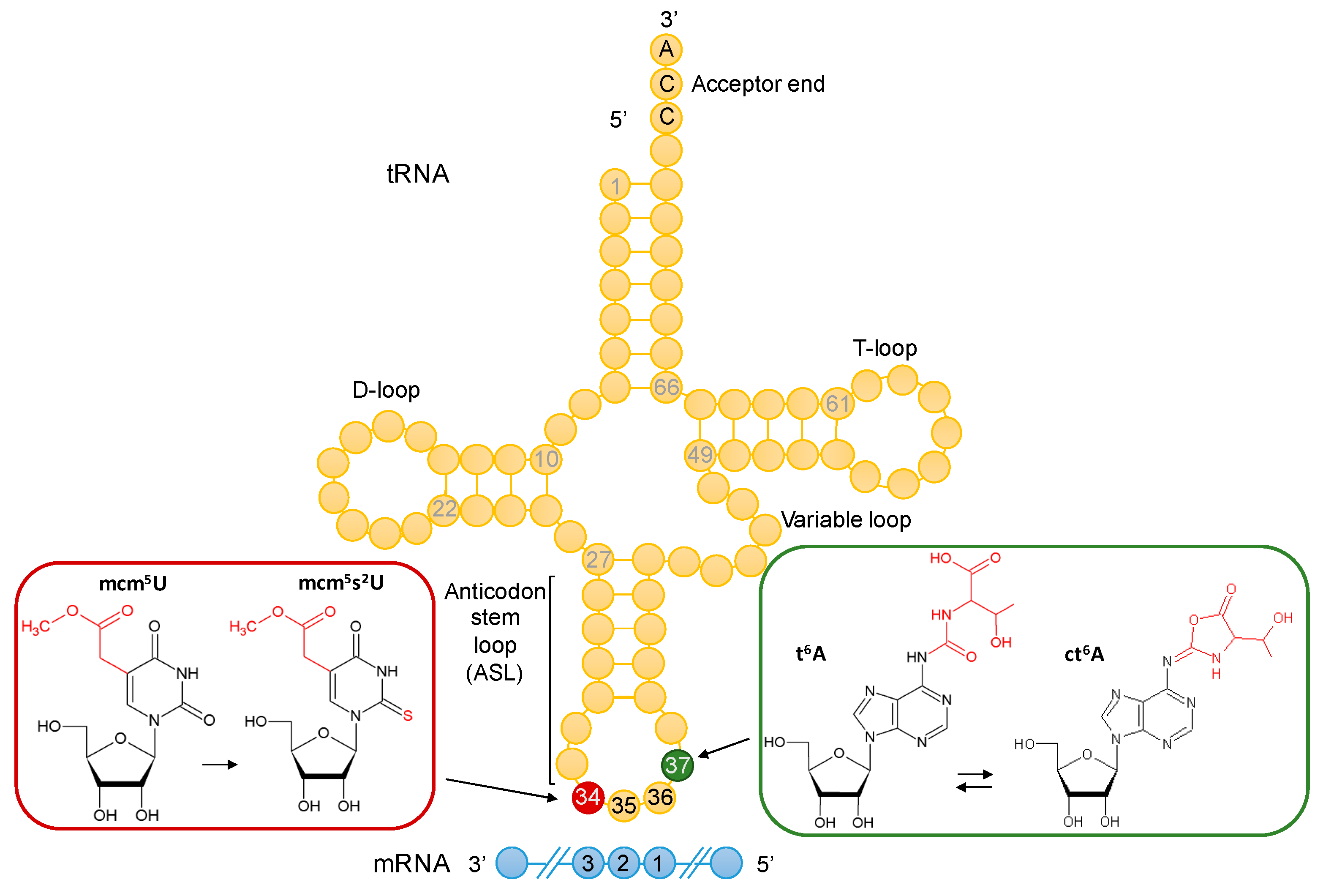 Biomolecules 10 00322 g001 Biomolecules 10 00322 g001