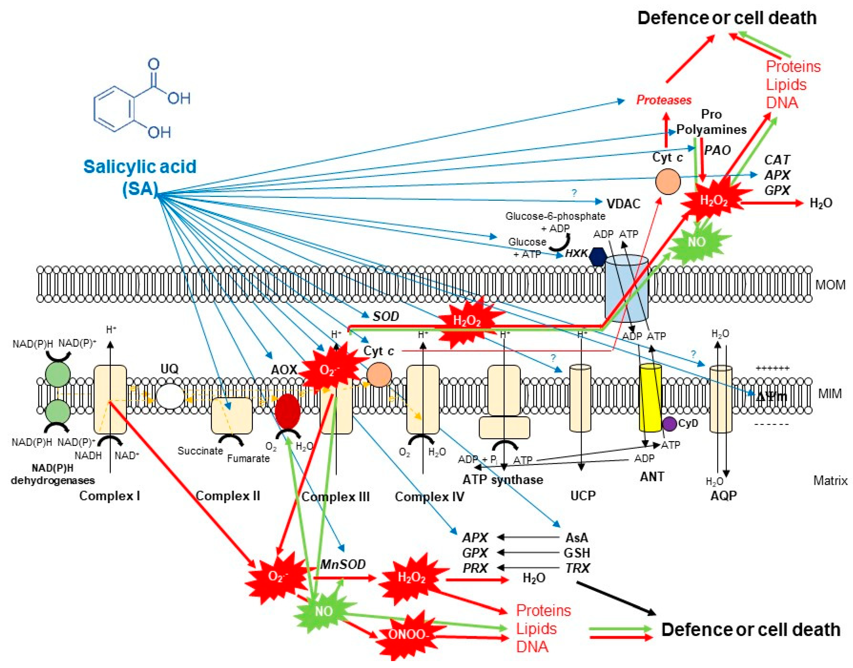 Biomolecules 10 00341 g002