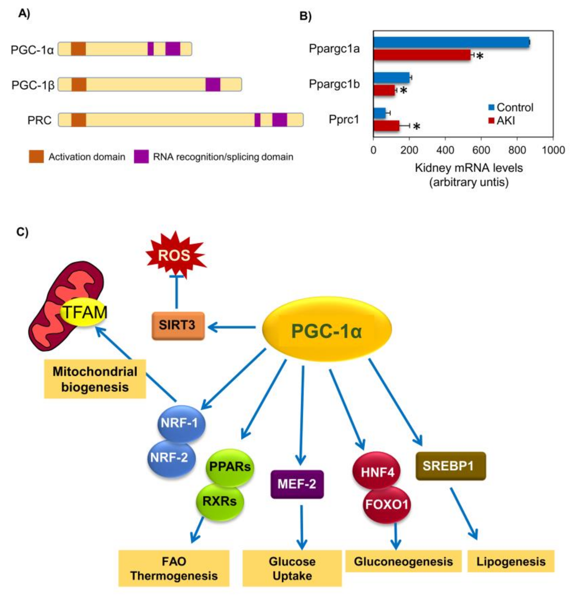 Biomolecules | Free Full-Text | The Role of PGC-1α and Mitochondrial