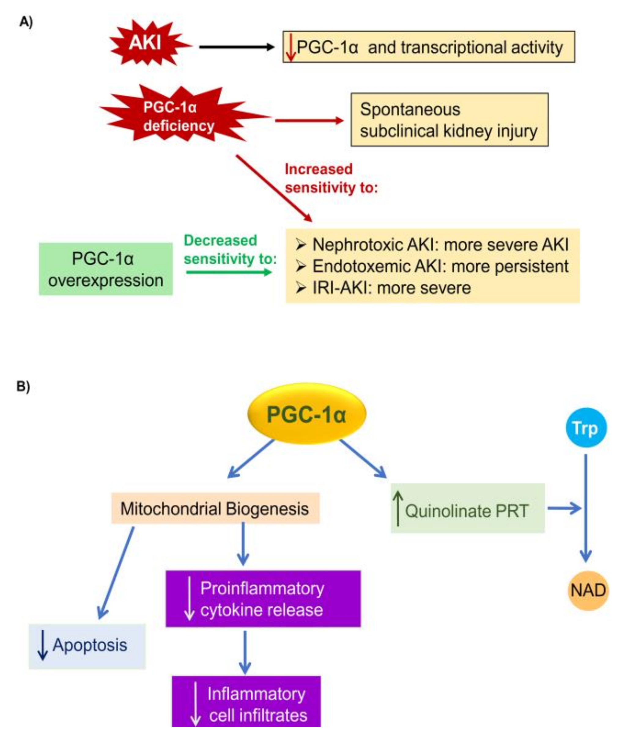 Biomolecules Free Full Text The Role Of Pgc 1a And Mitochondrial Biogenesis In Kidney Diseases Html