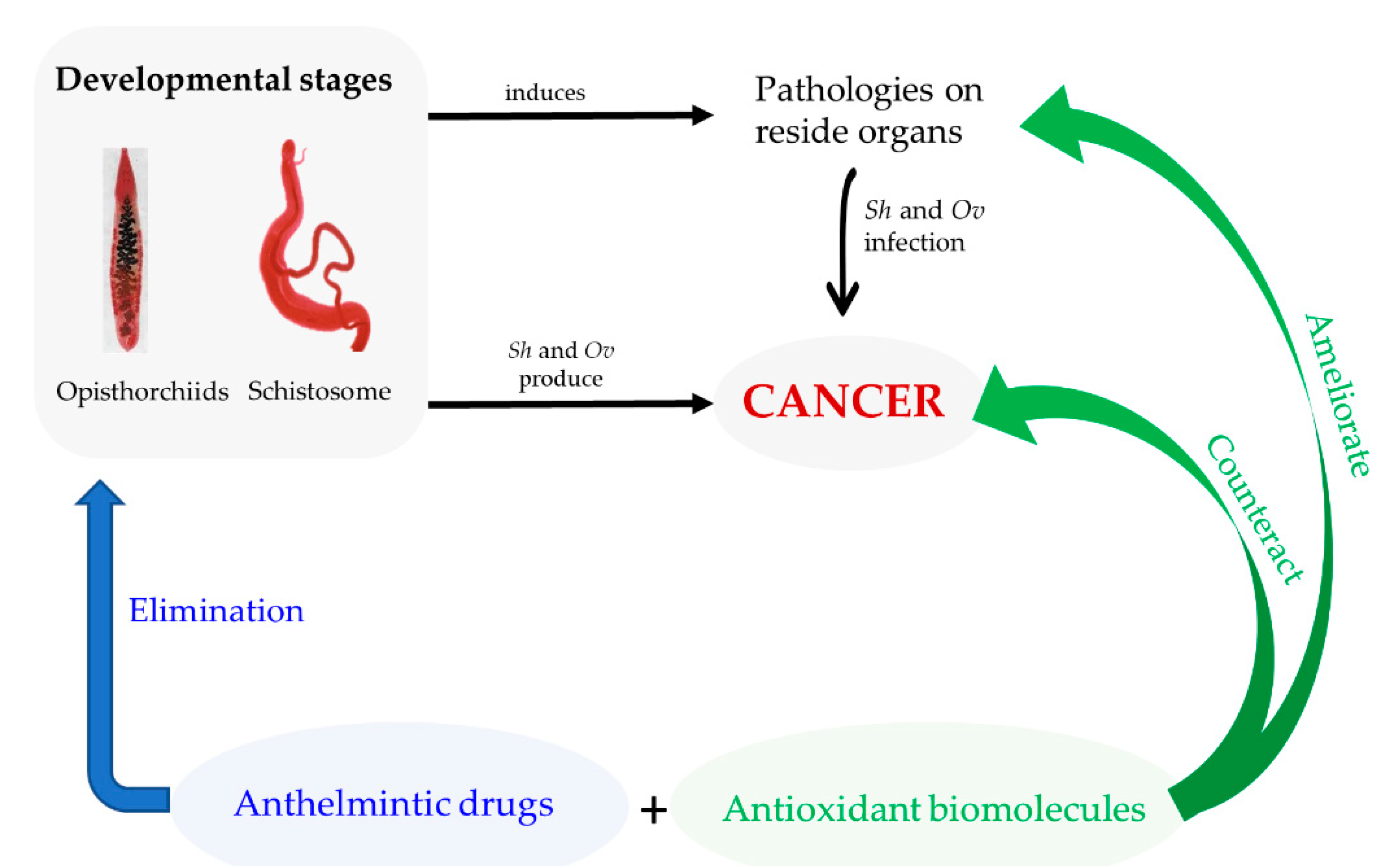 Biomolecules 10 00350 g003 Biomolecules 10 00350 g003