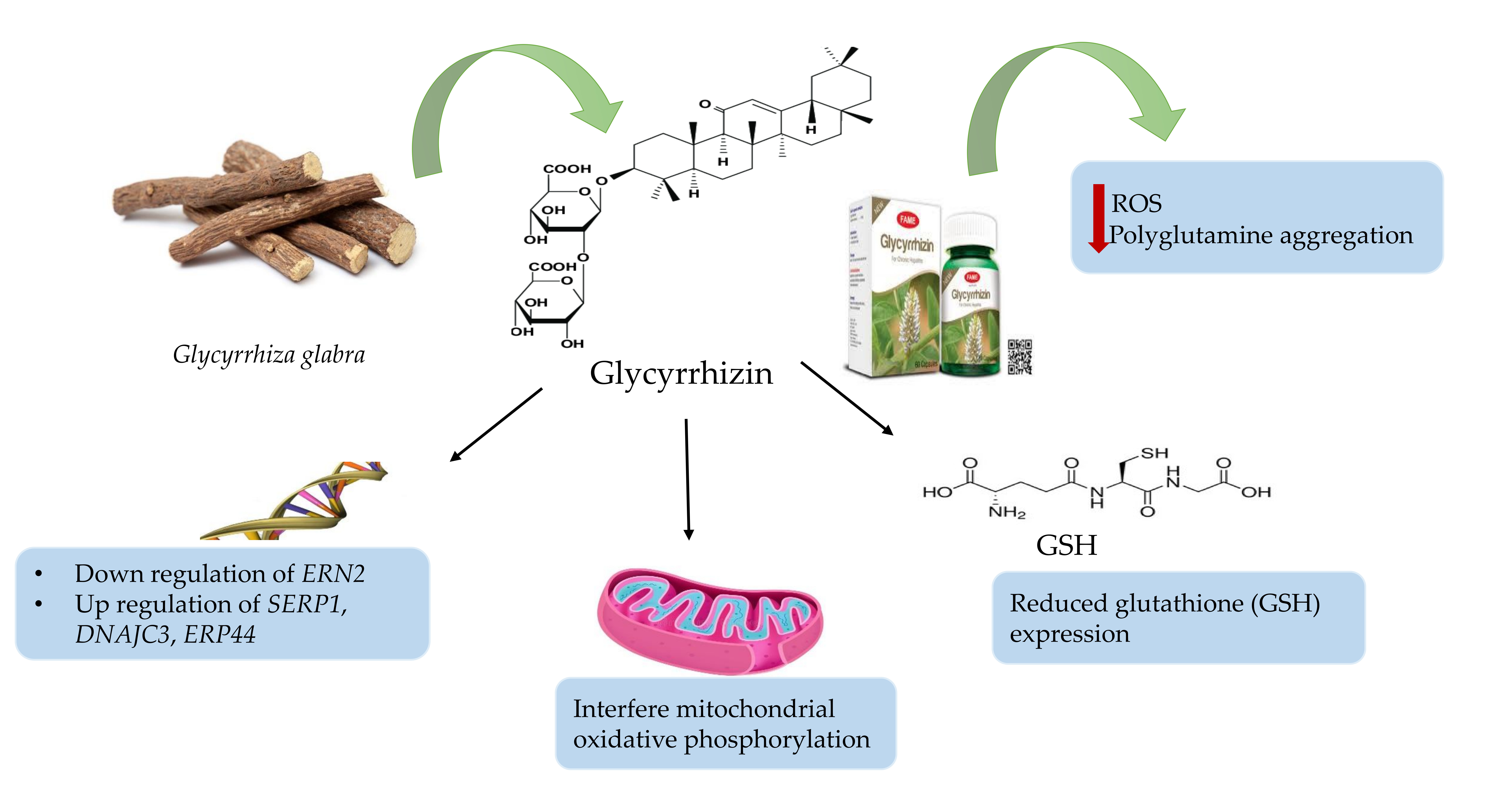 Biomolecules Free Full Text Traditional Uses Bioactive
