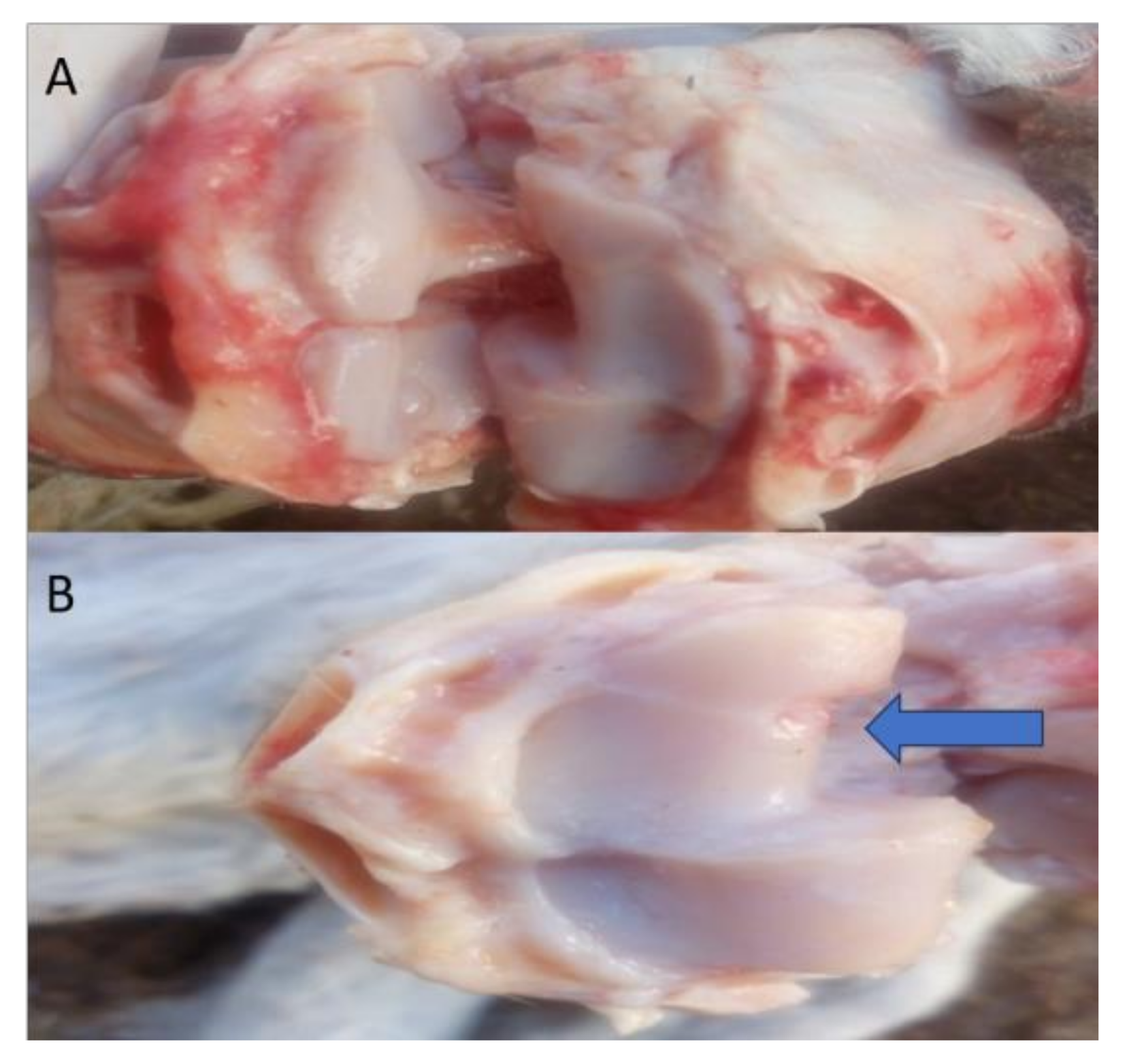 Biomolecules 10 00354 g007 Biomolecules 10 00354 g007