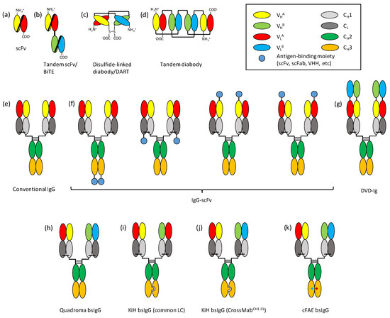 Biomolecules Free Full Text Bispecific Antibodies And Antibody Drug Conjugates For Cancer Therapy Technological Considerations Html