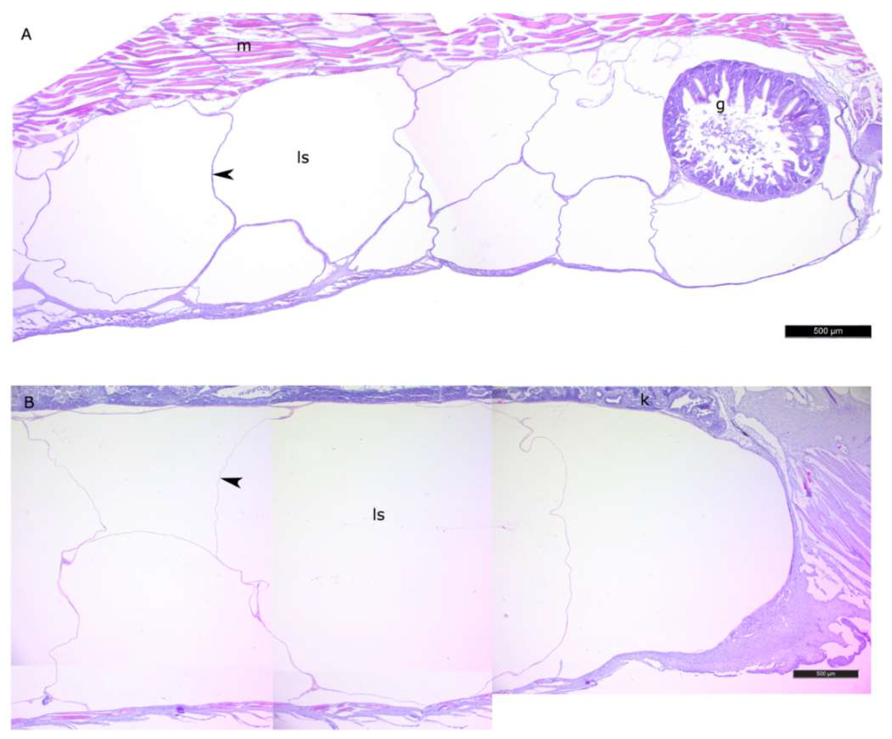 Biomolecules 10 00368 g003 Biomolecules 10 00368 g003
