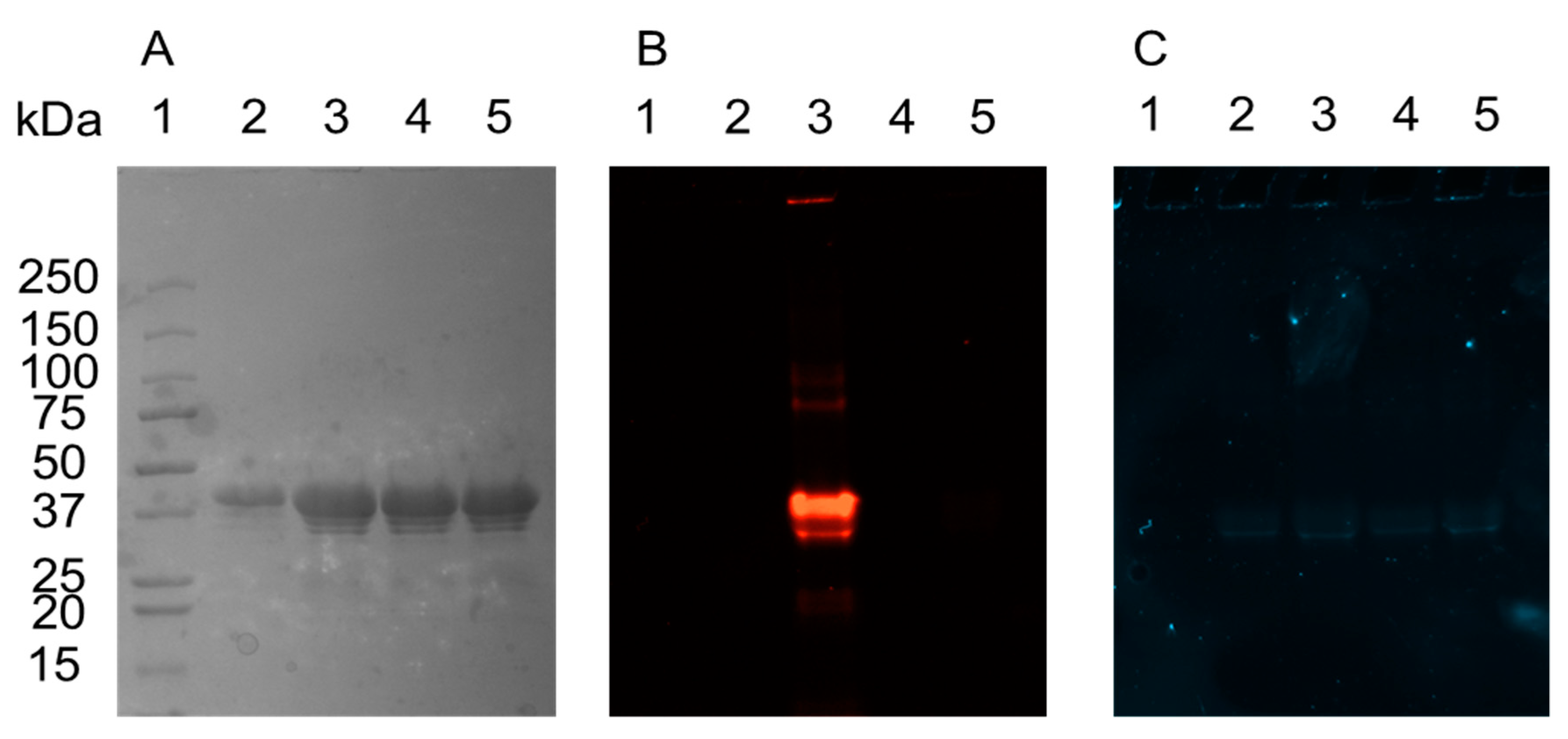 Biomolecules 10 00369 g002 Biomolecules 10 00369 g002