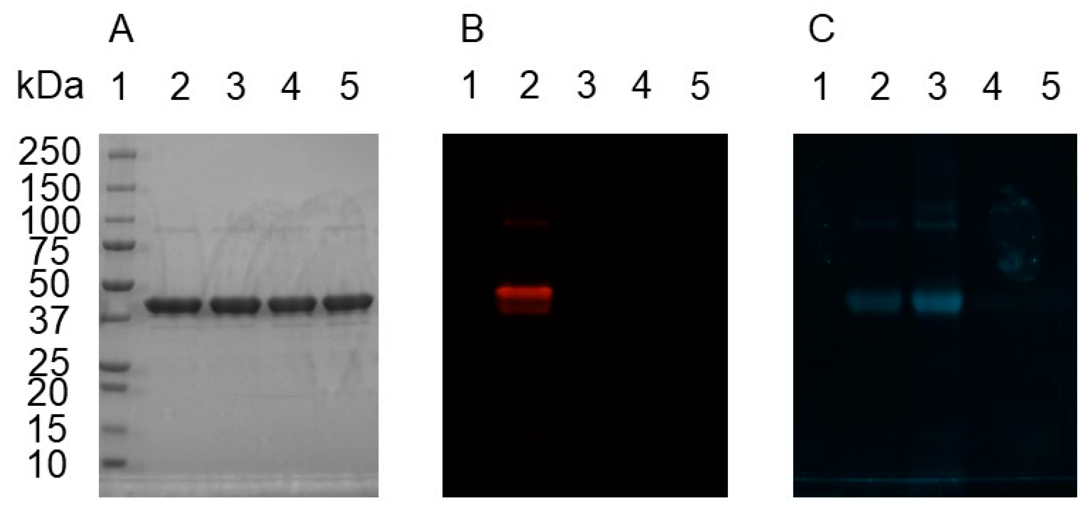 Biomolecules 10 00369 g005 Biomolecules 10 00369 g005