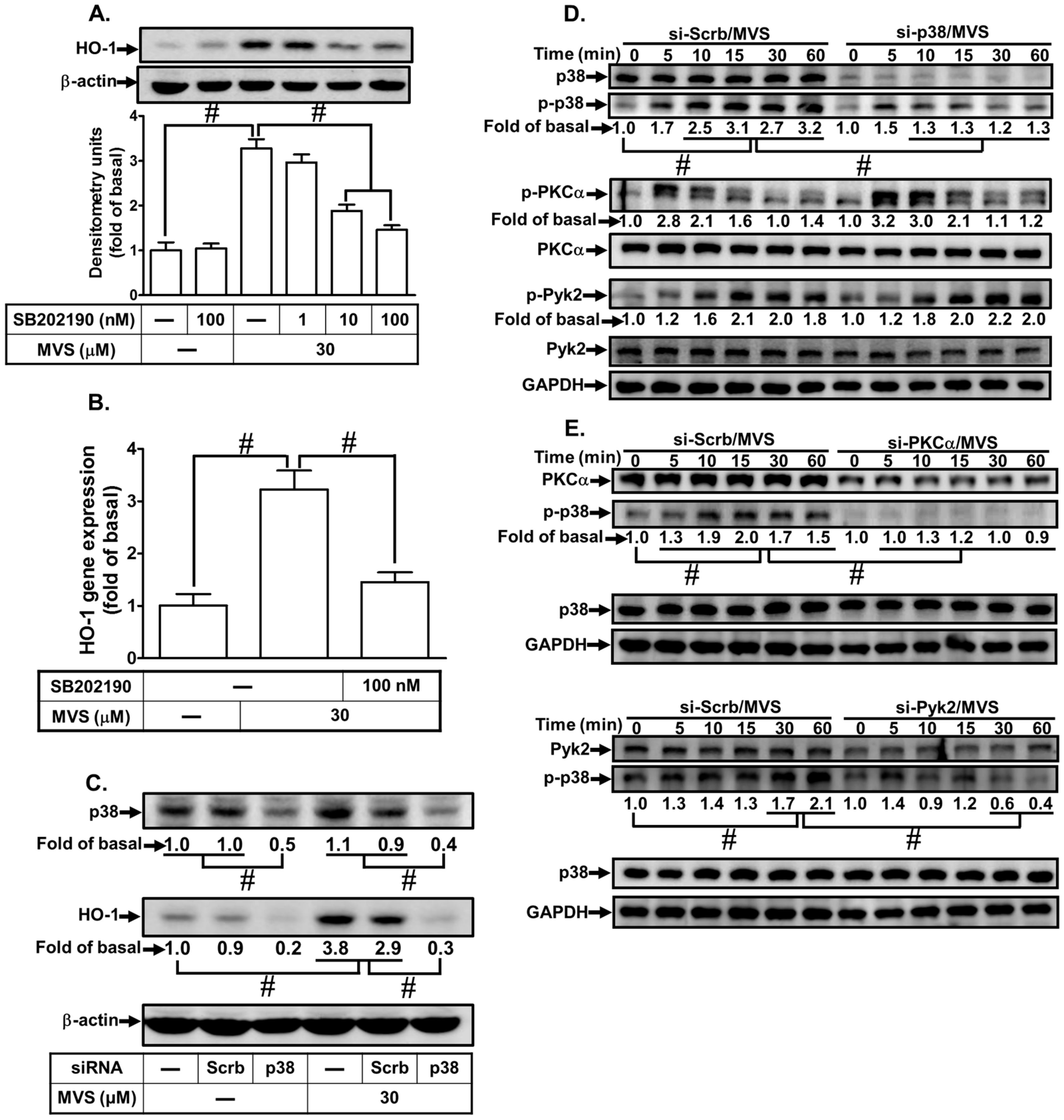 Biomolecules 10 00381 g004 Biomolecules 10 00381 g004