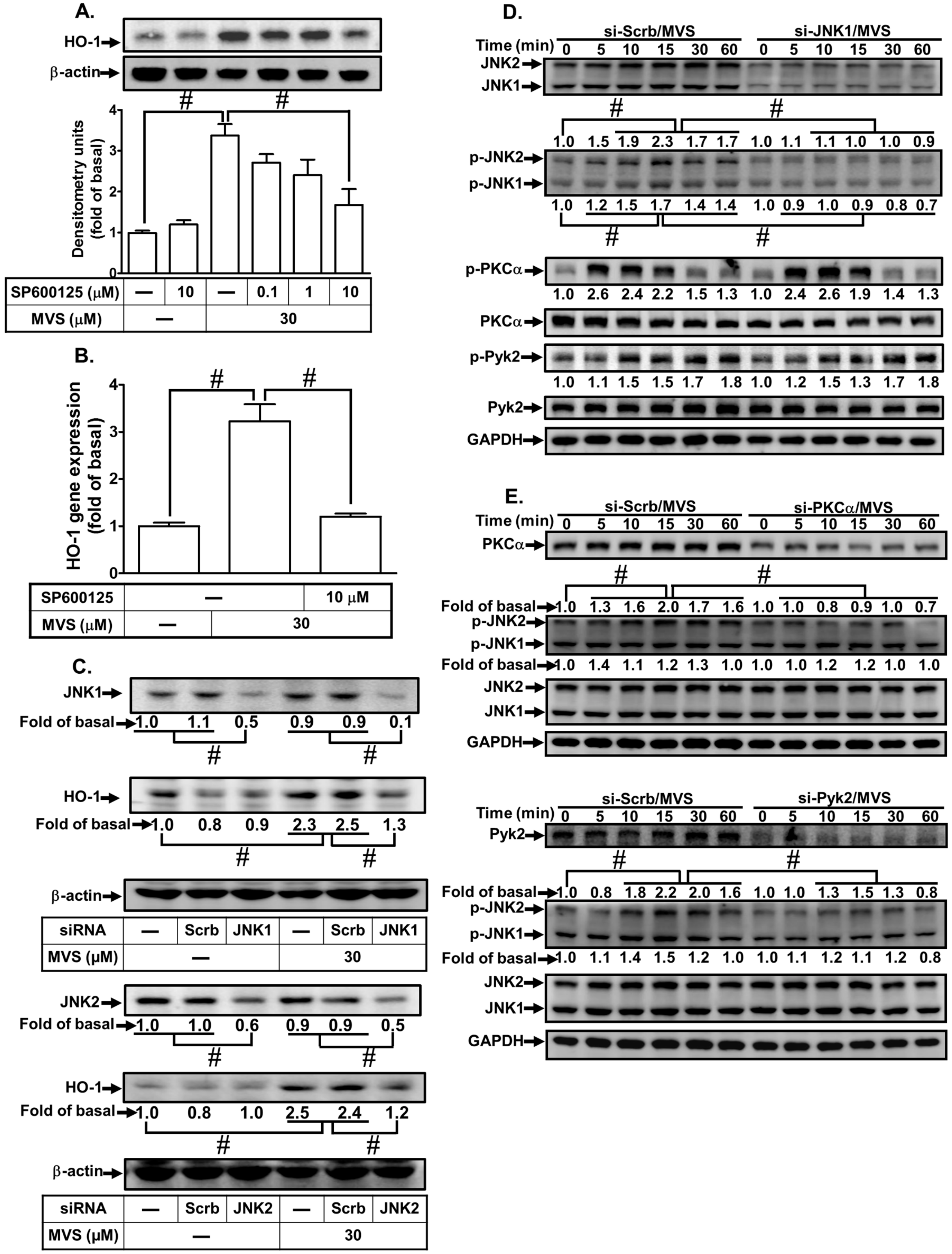 Biomolecules 10 00381 g005 Biomolecules 10 00381 g005