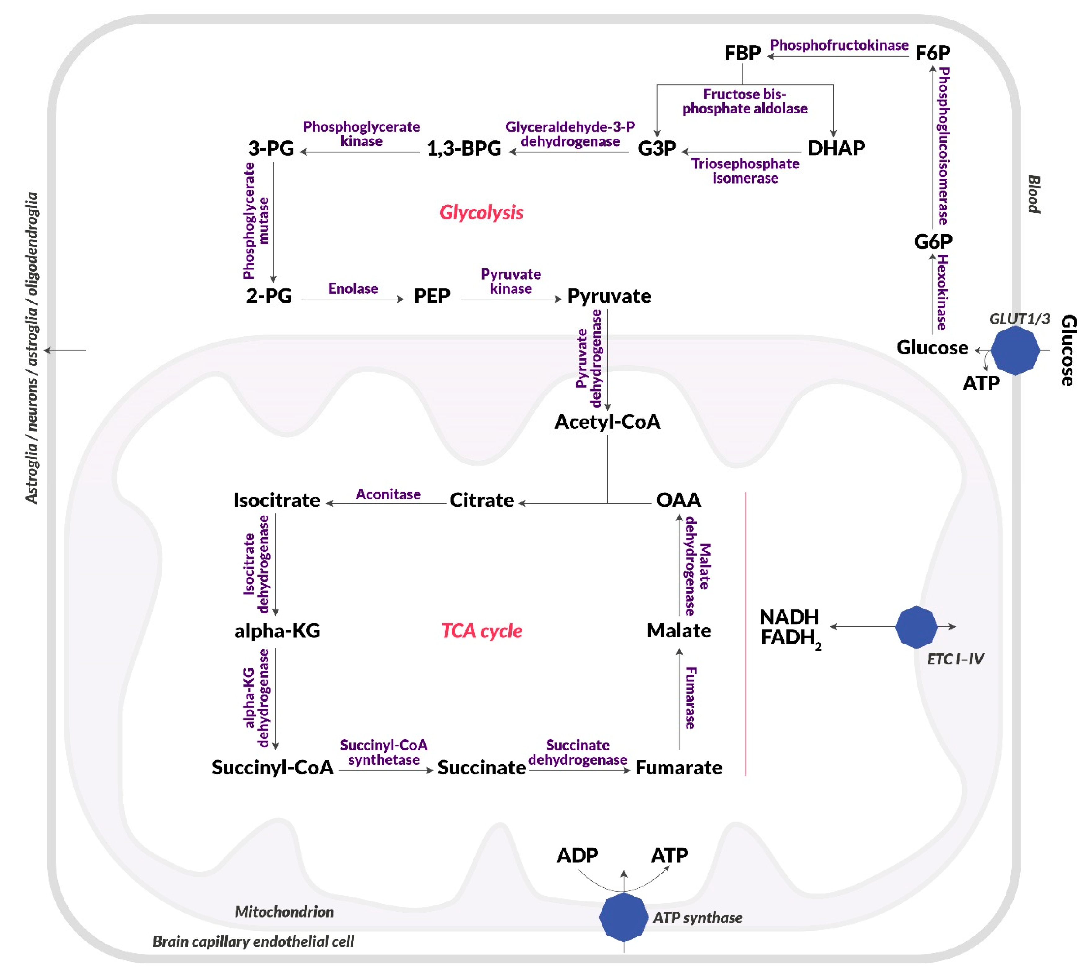Biomolecules 10 00384 g001 Biomolecules 10 00384 g001