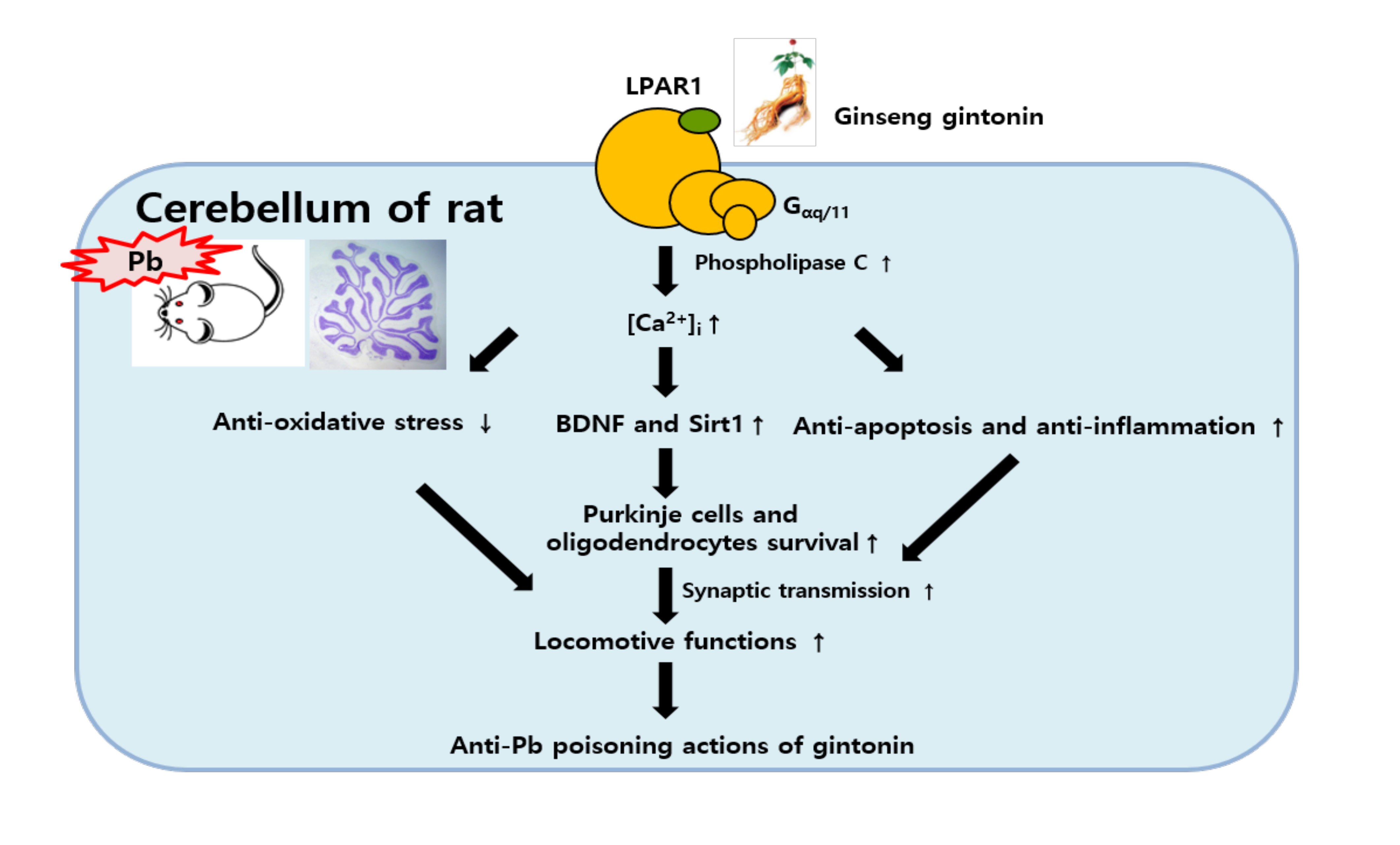 Biomolecules Free FullText Ginseng Gintonin Attenuates Lead