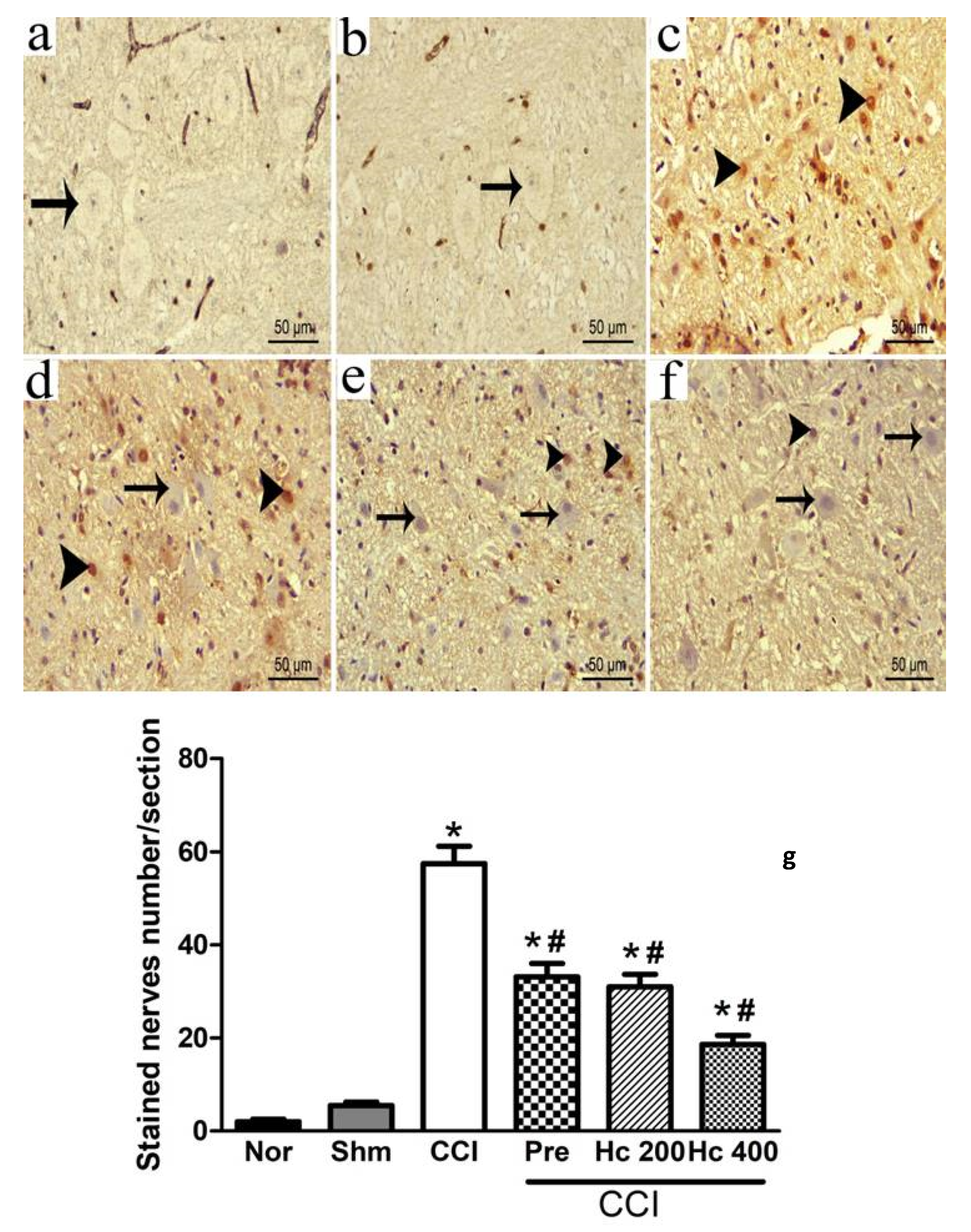 Biomolecules 10 00386 g011 Biomolecules 10 00386 g011