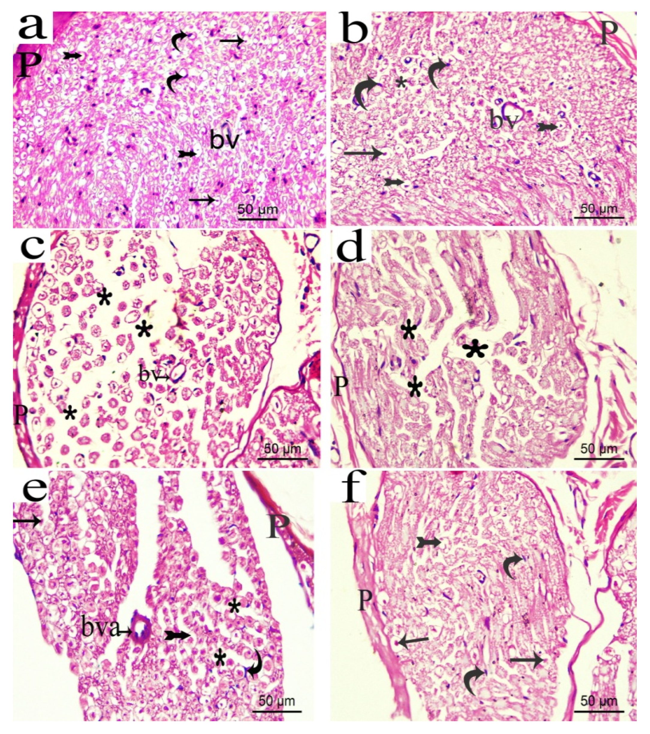 Biomolecules 10 00386 g013 Biomolecules 10 00386 g013