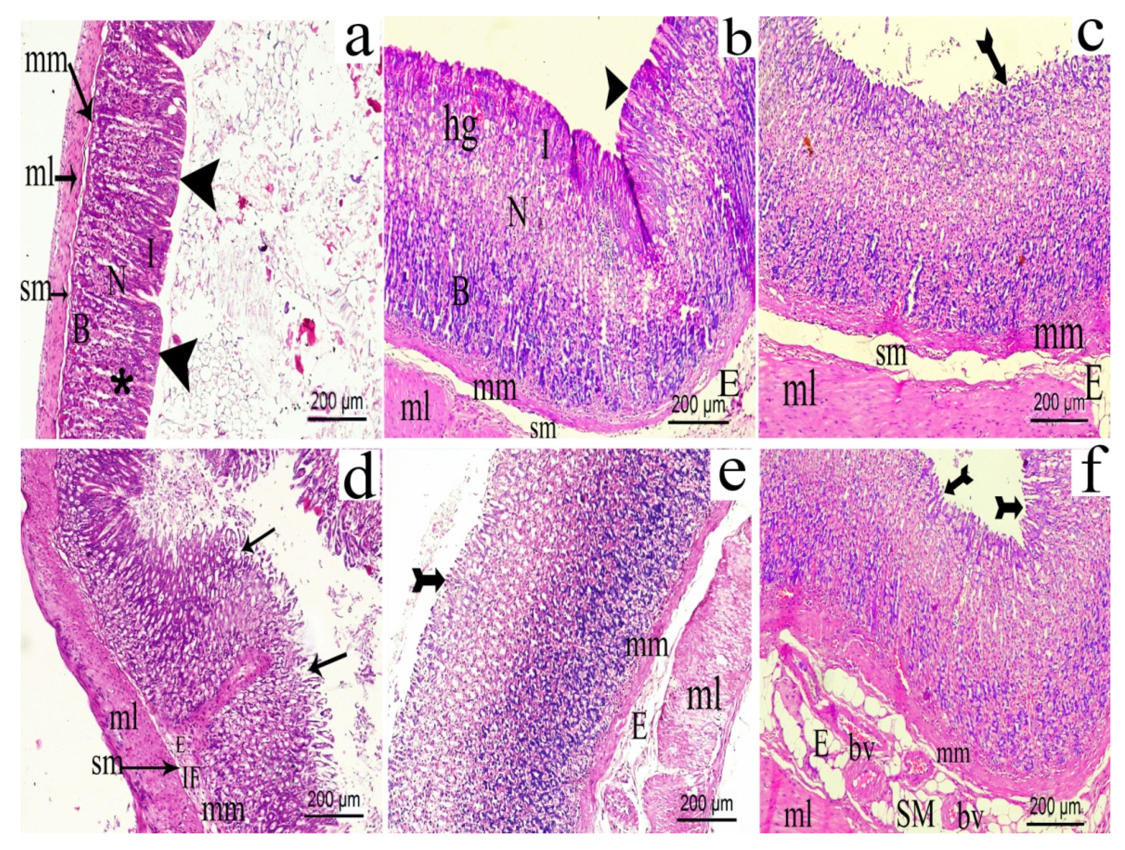 Biomolecules 10 00386 g016 Biomolecules 10 00386 g016