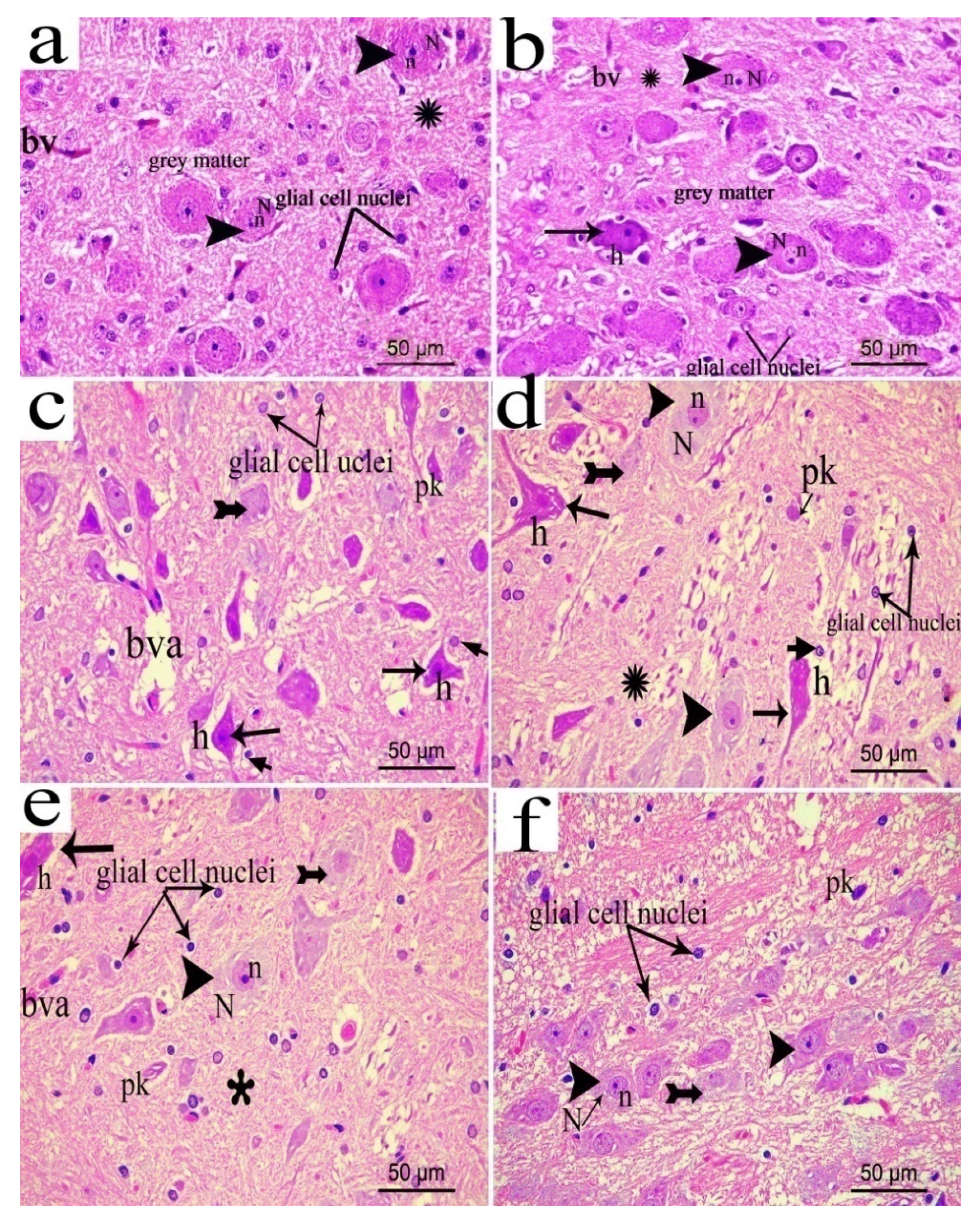 Biomolecules 10 00386 g017 Biomolecules 10 00386 g017