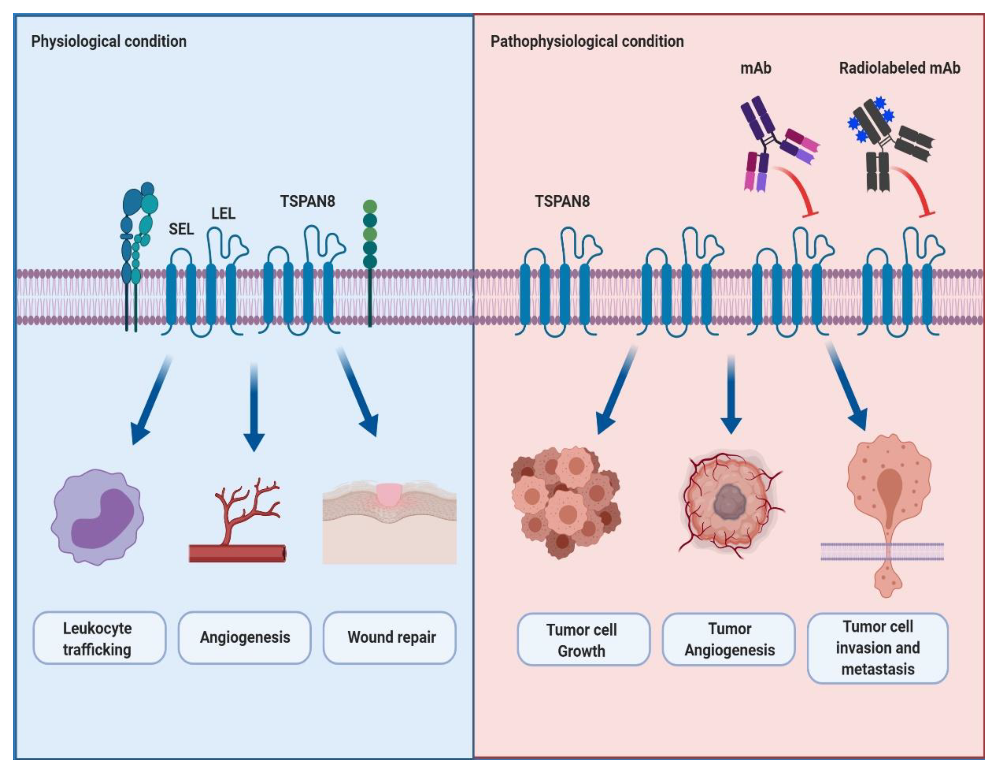 Biomolecules | Free Full-Text | TSPAN8 as a Novel Emerging