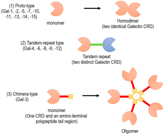 Galectin-3 as a Next-Generation Biomarker for Detecting