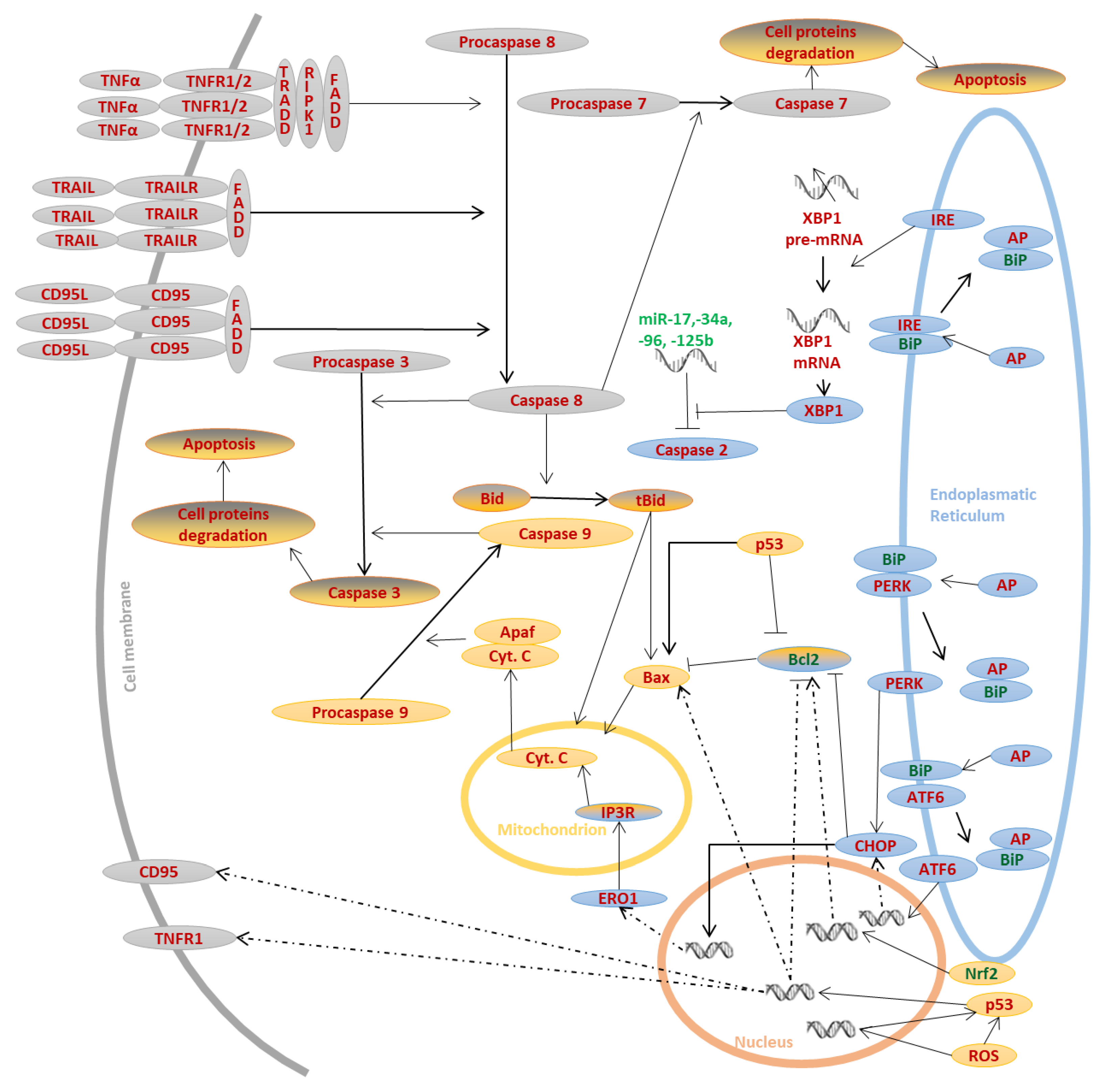 Peroxisomes A Nexus For Lipid Metabolism And Cellular Signaling Cell