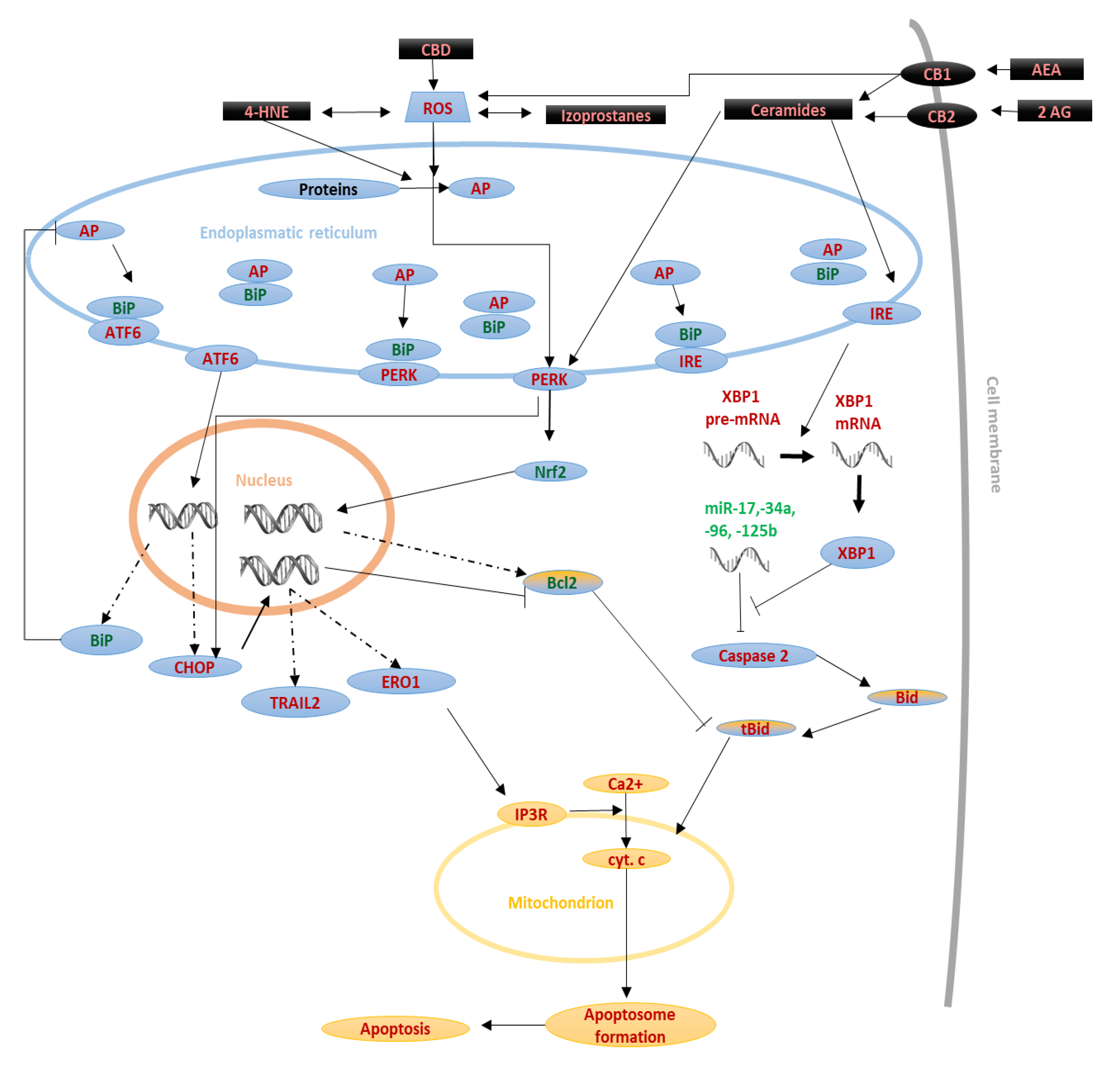 Biomolecules 10 00402 g004