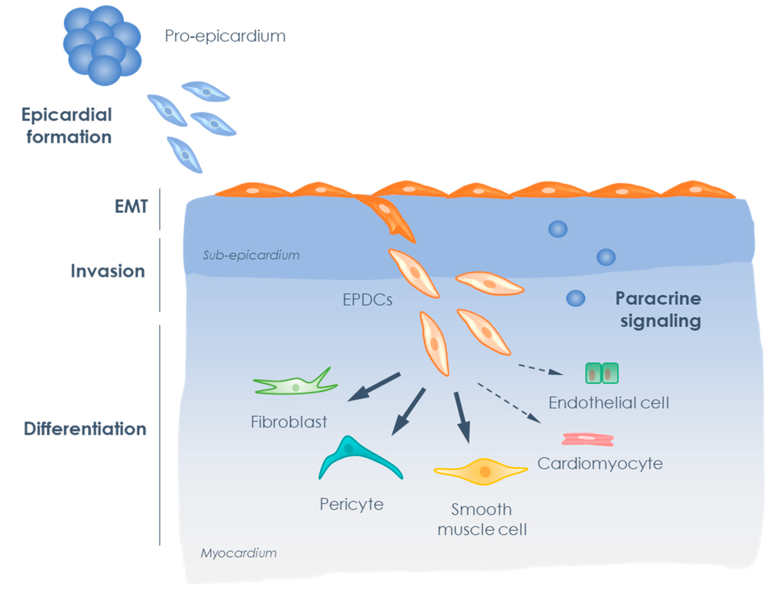 Biomolecules 10 00404 g002