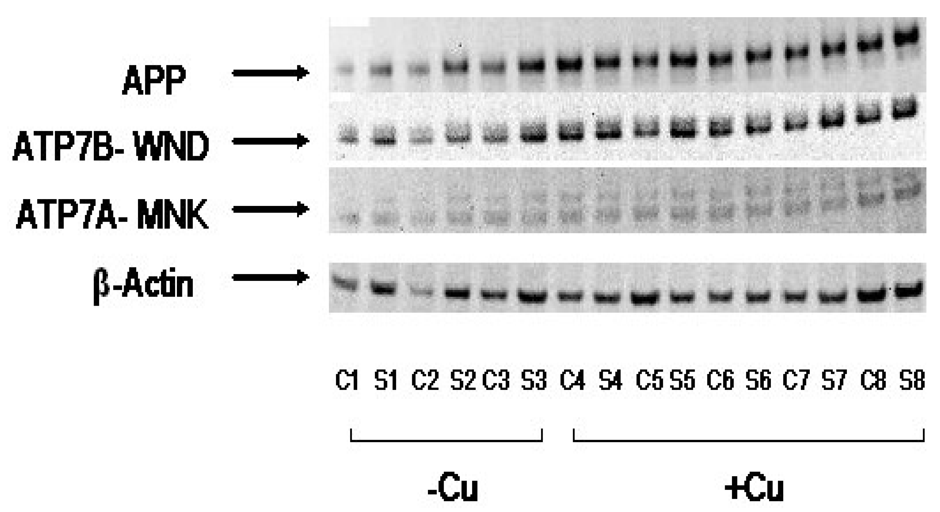 Biomolecules 10 00408 g004