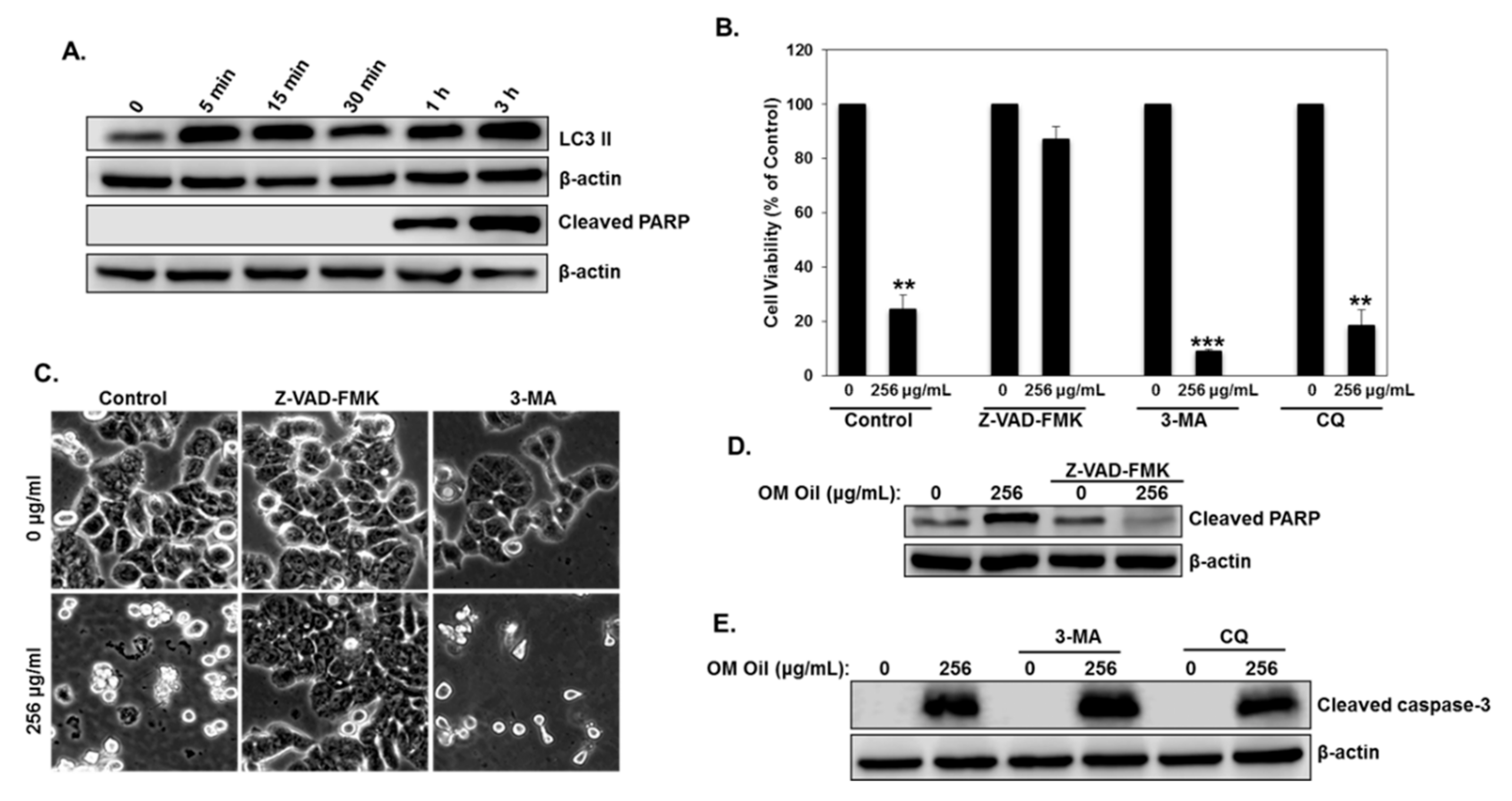 Biomolecules 10 00412 g005