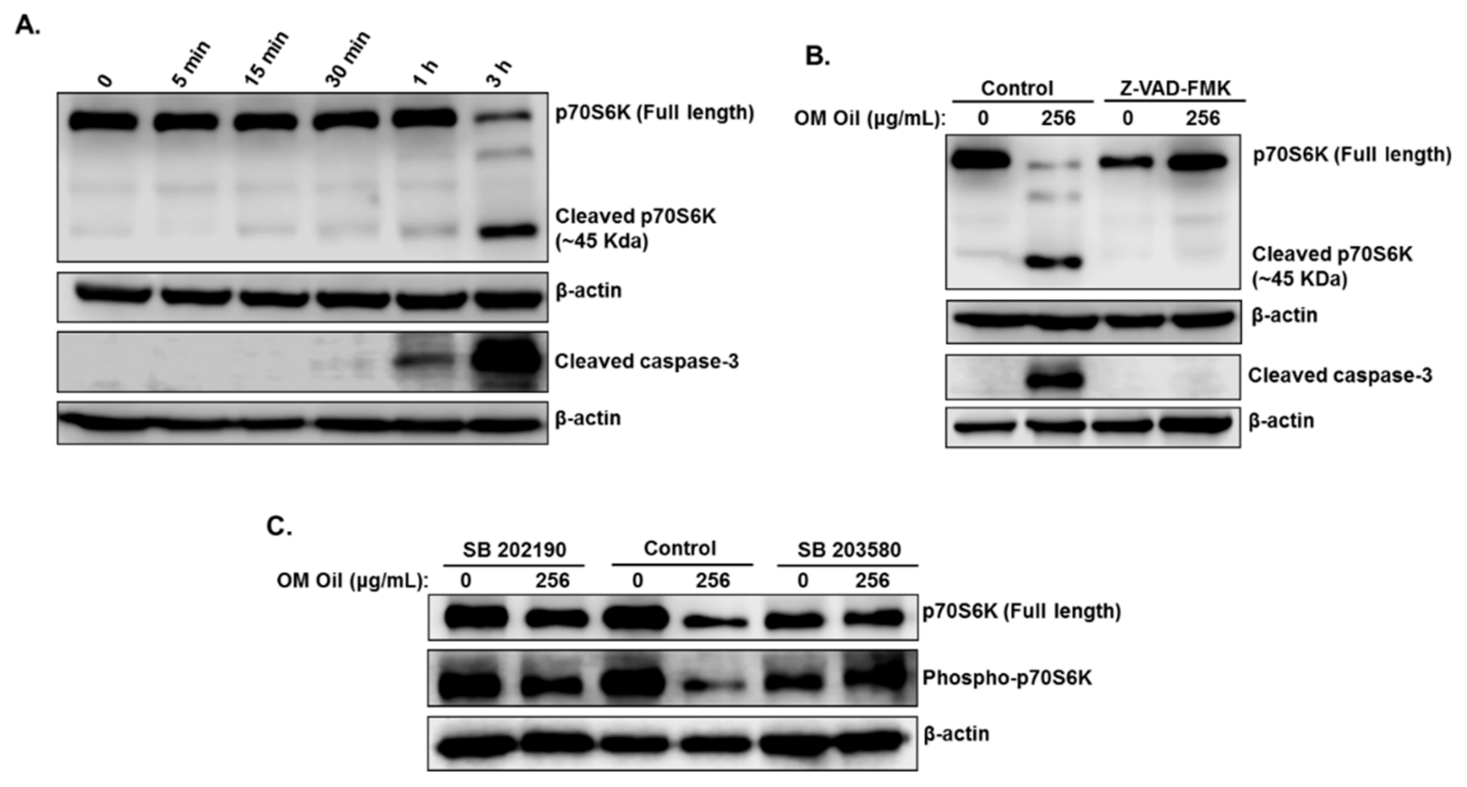 Biomolecules 10 00412 g008