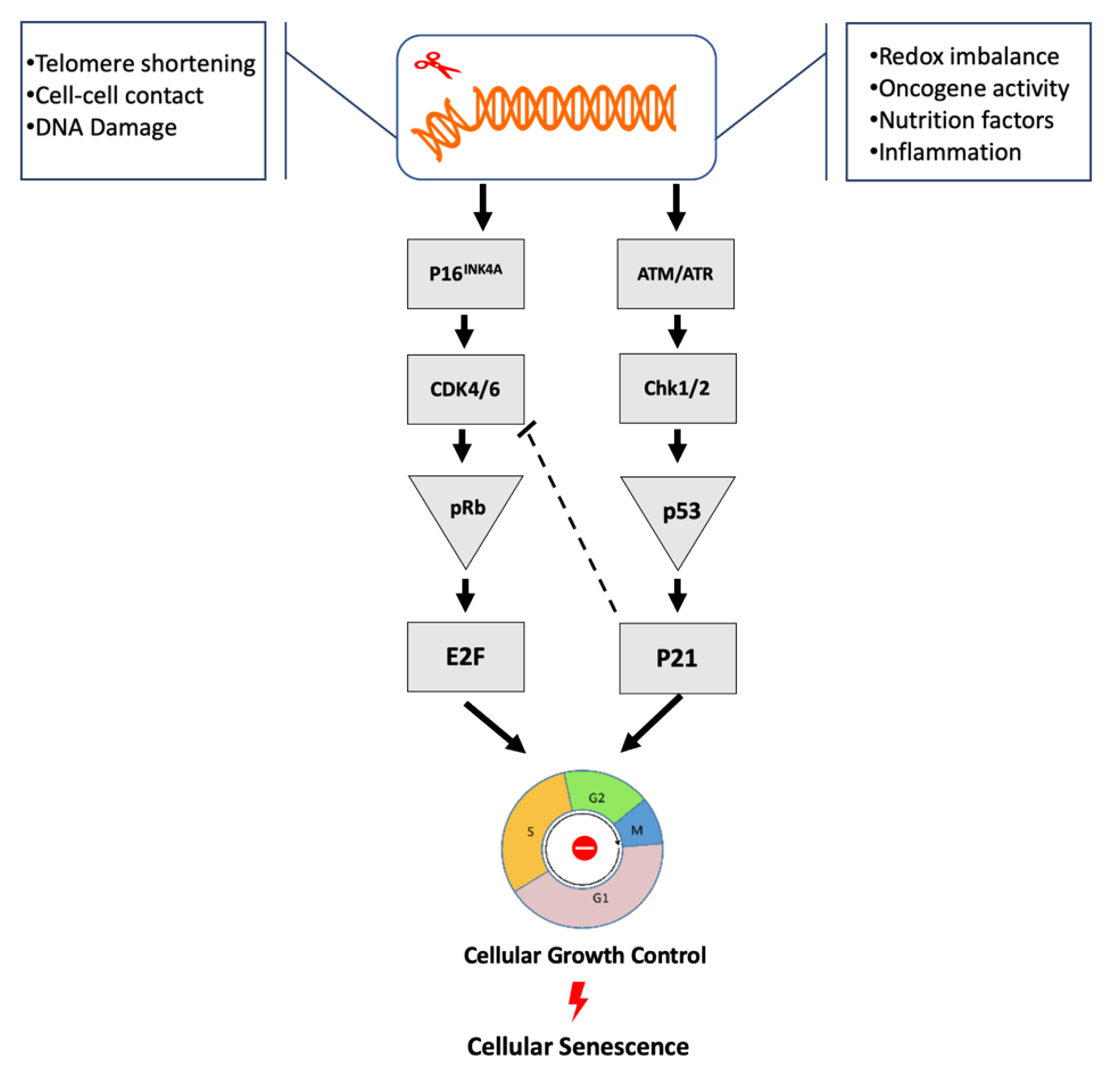Biomolecules 10 00420 g001 Biomolecules 10 00420 g001