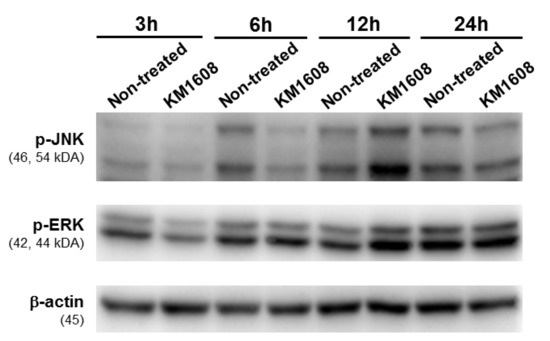 Biomolecules Free Full Text Effect Of Herbal Formulation On Immune Response Enhancement In Raw 264 7 Macrophages Html