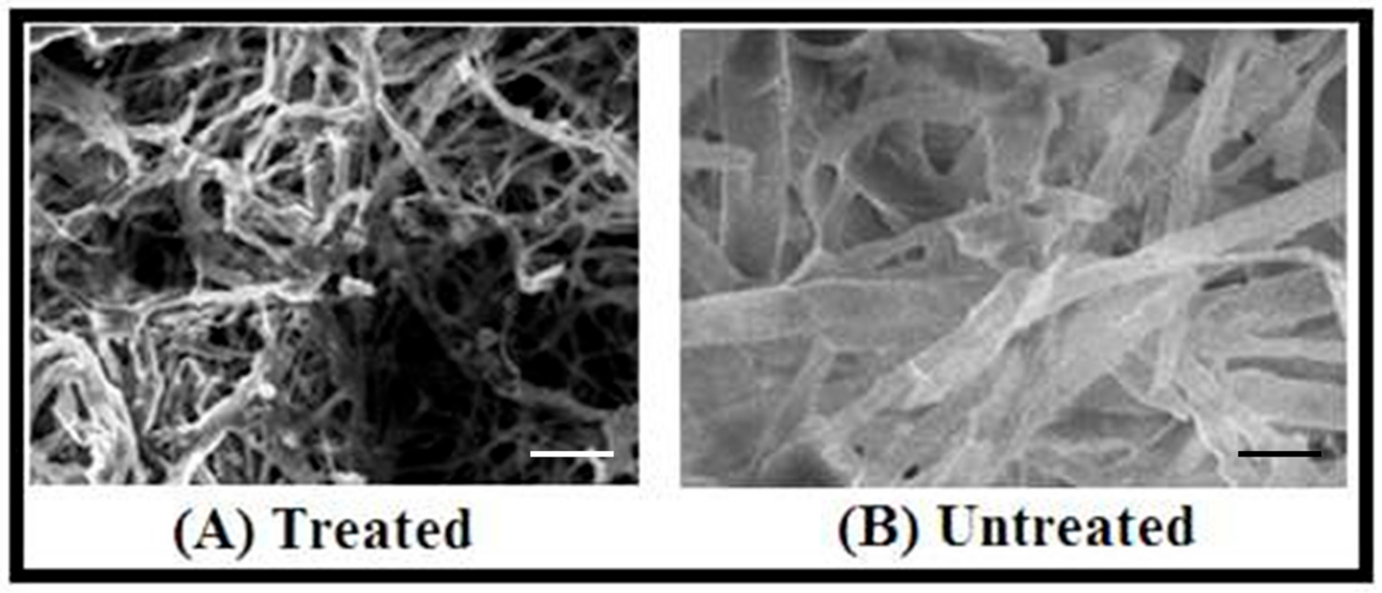 Biomolecules 10 00425 g008 Biomolecules 10 00425 g008