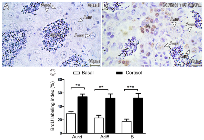 Biomolecules 10 00429 g004