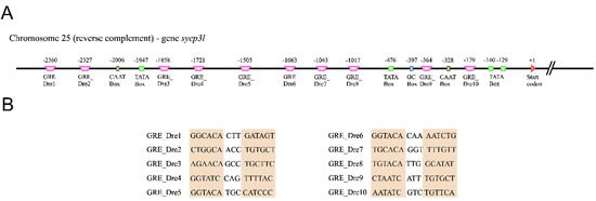 Histomorphometrical evaluation of zebrafish testes after in vivo