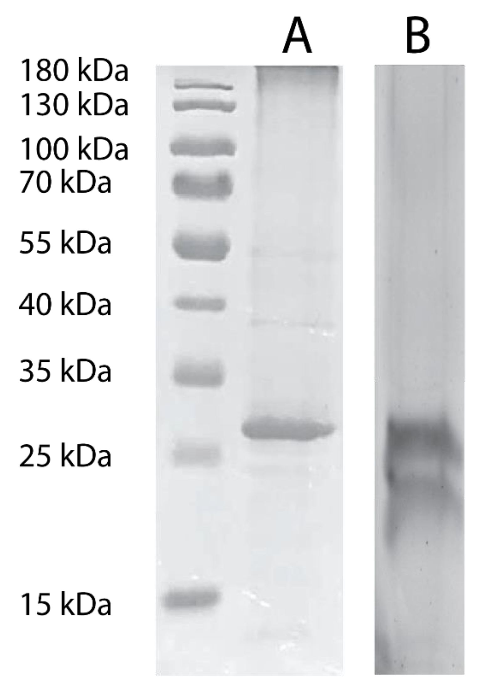 Biomolecules 10 00434 g002 Biomolecules 10 00434 g002