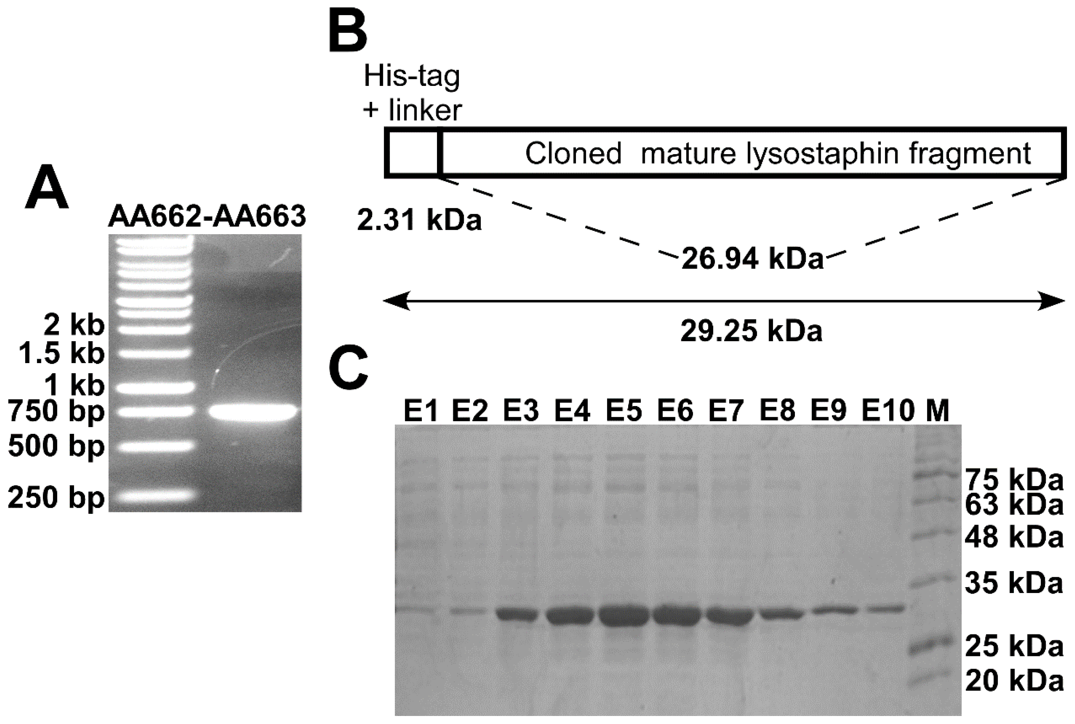 Biomolecules 10 00435 g001 Biomolecules 10 00435 g001