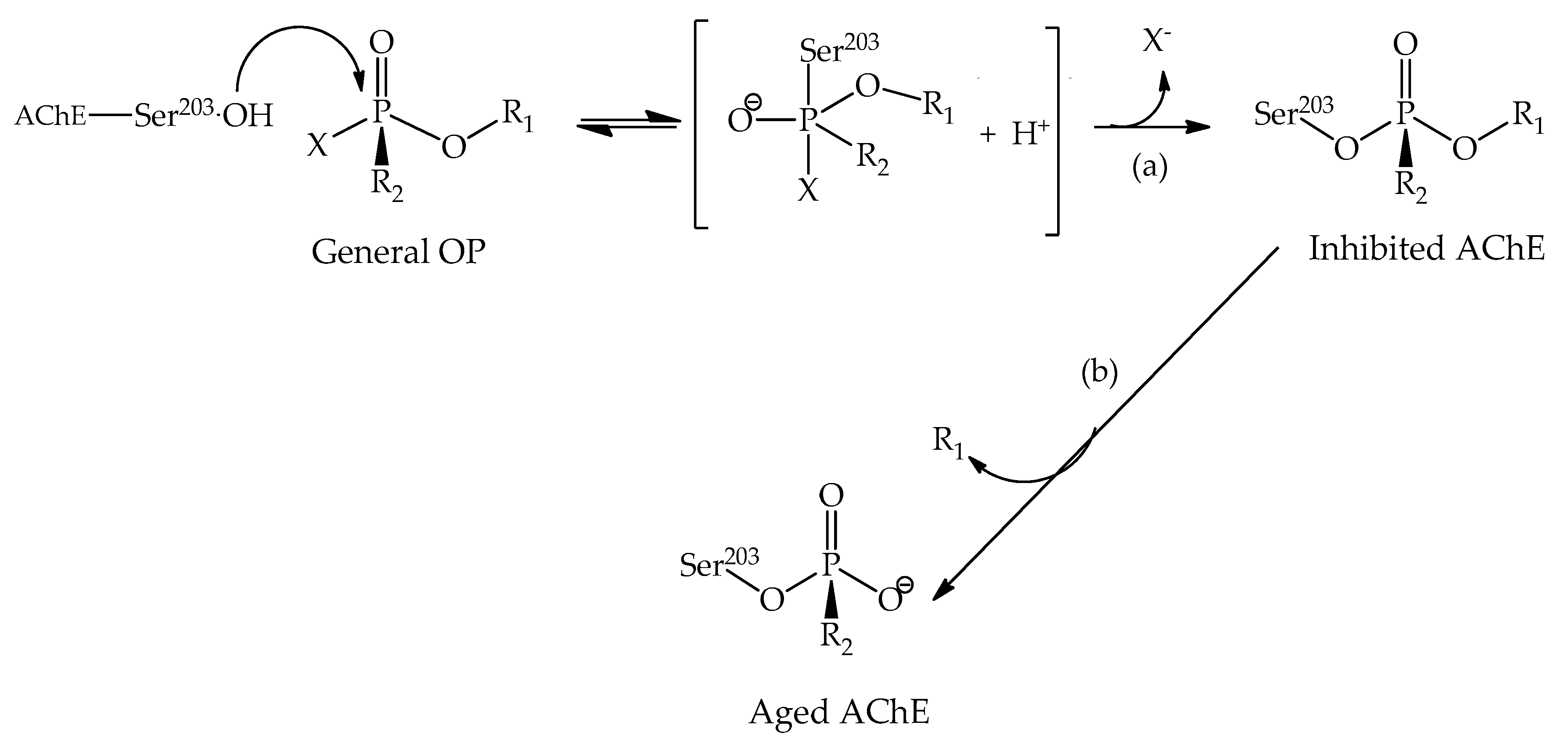 Biomolecules 10 00436 g006 Biomolecules 10 00436 g006