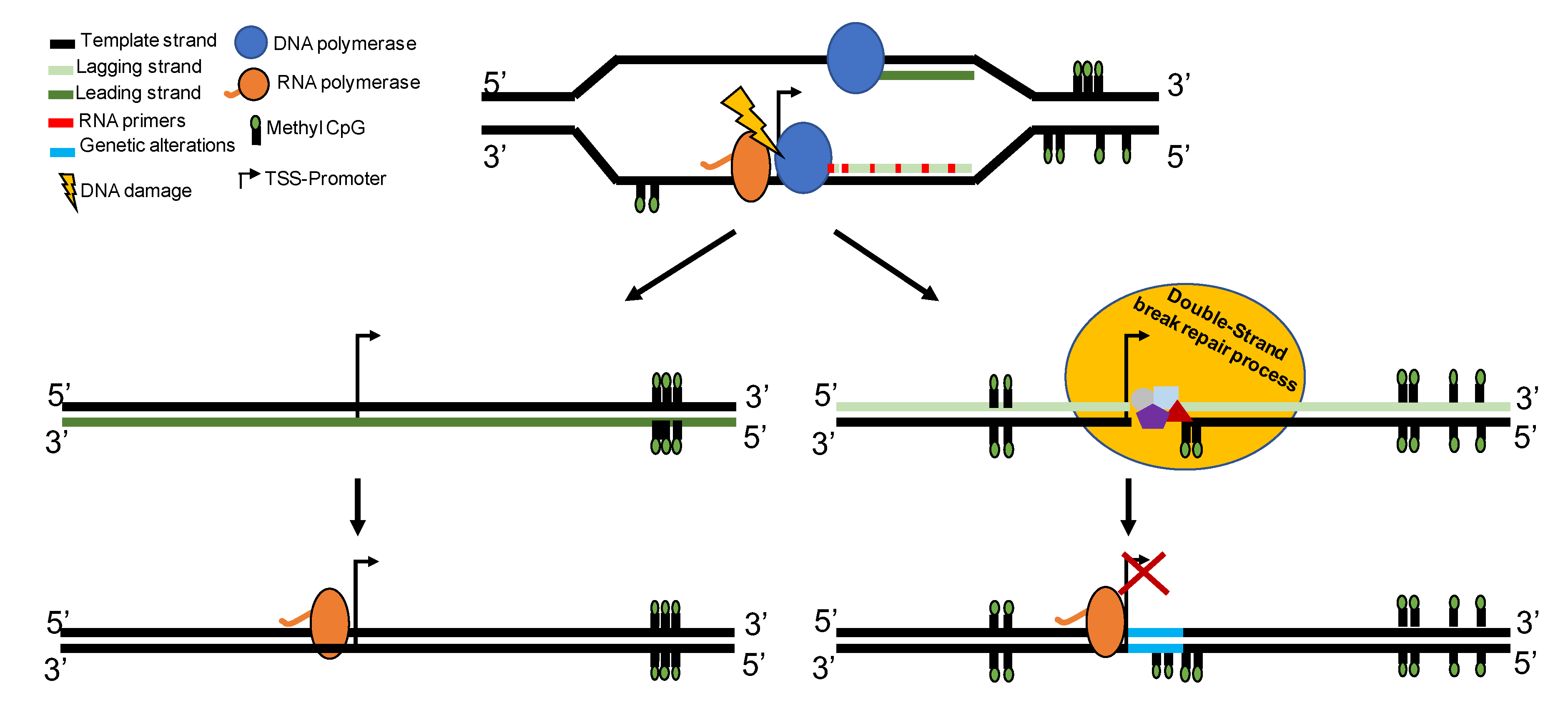 rna anti aging terápia