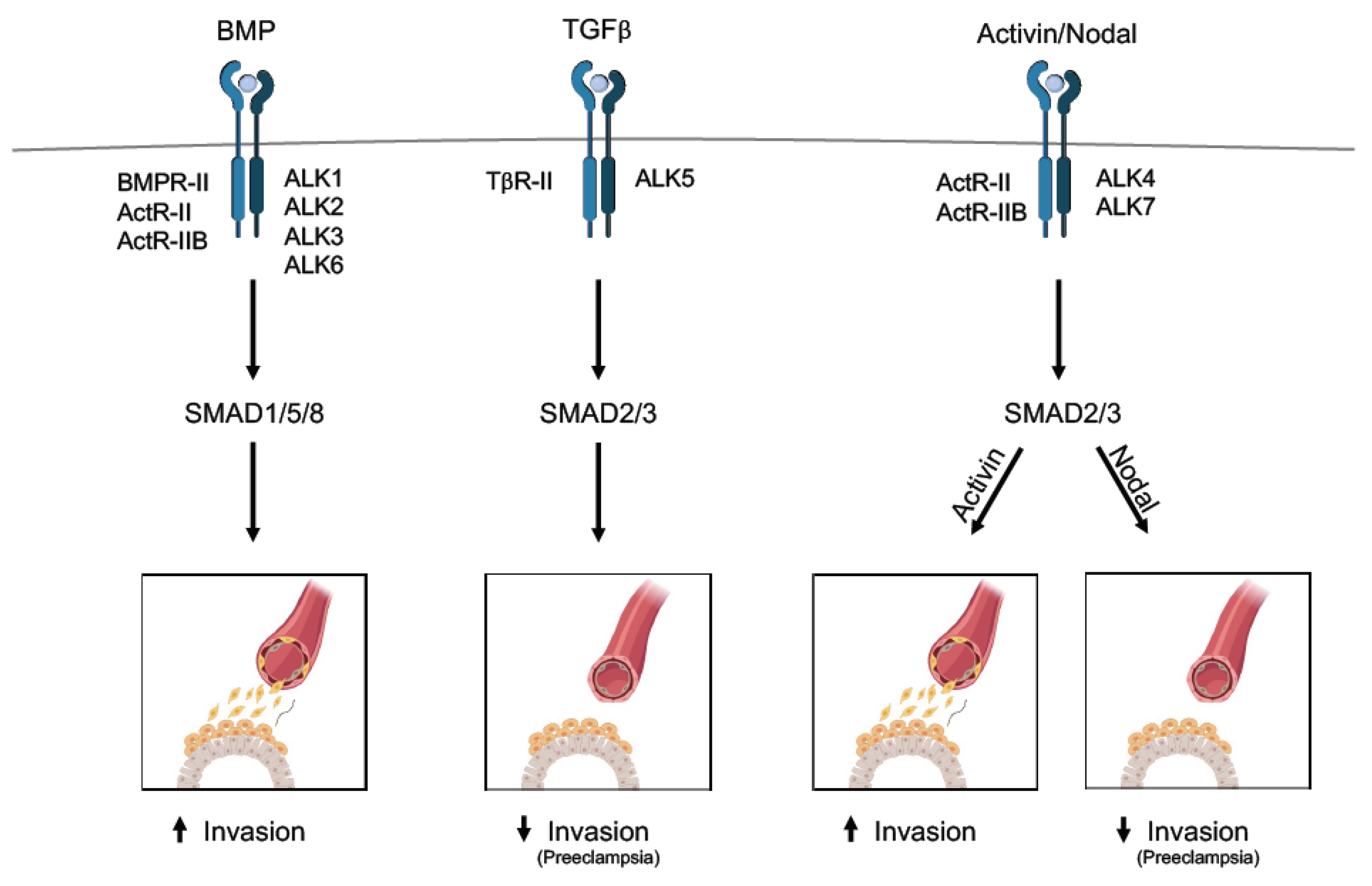 Biomolecules 10 00453 g004 Biomolecules 10 00453 g004