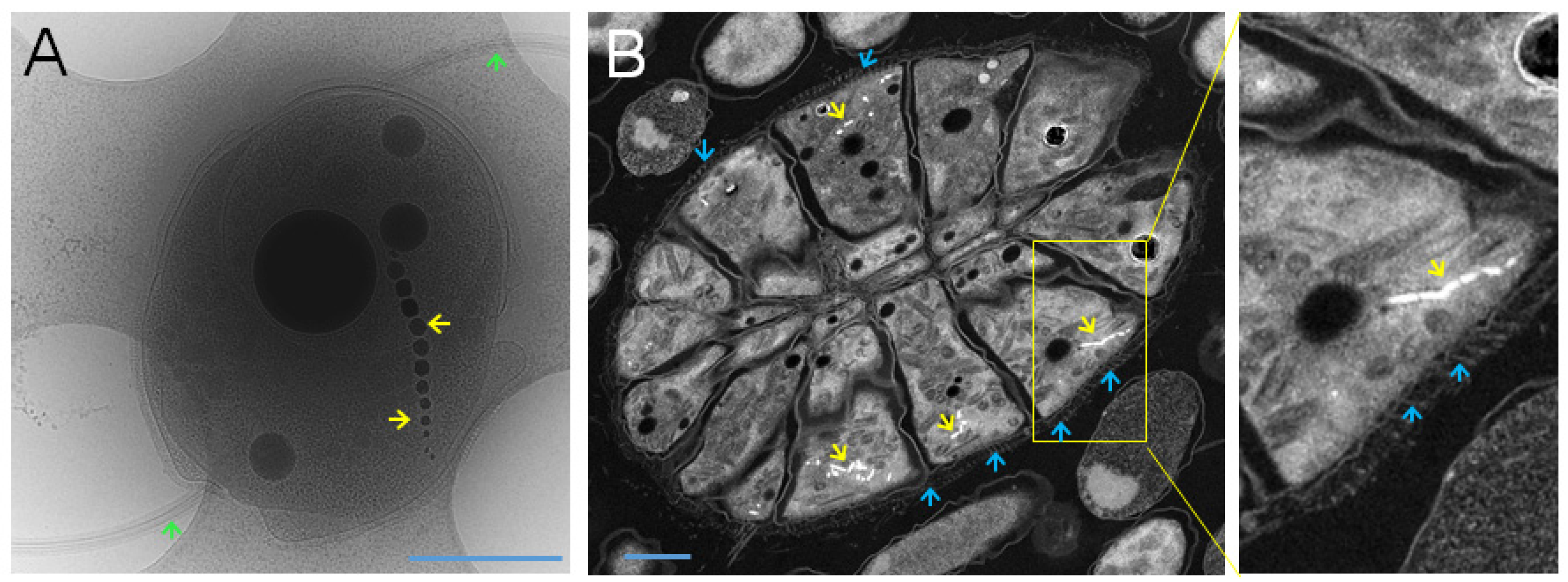 Biomolecules 10 00460 g001 Biomolecules 10 00460 g001